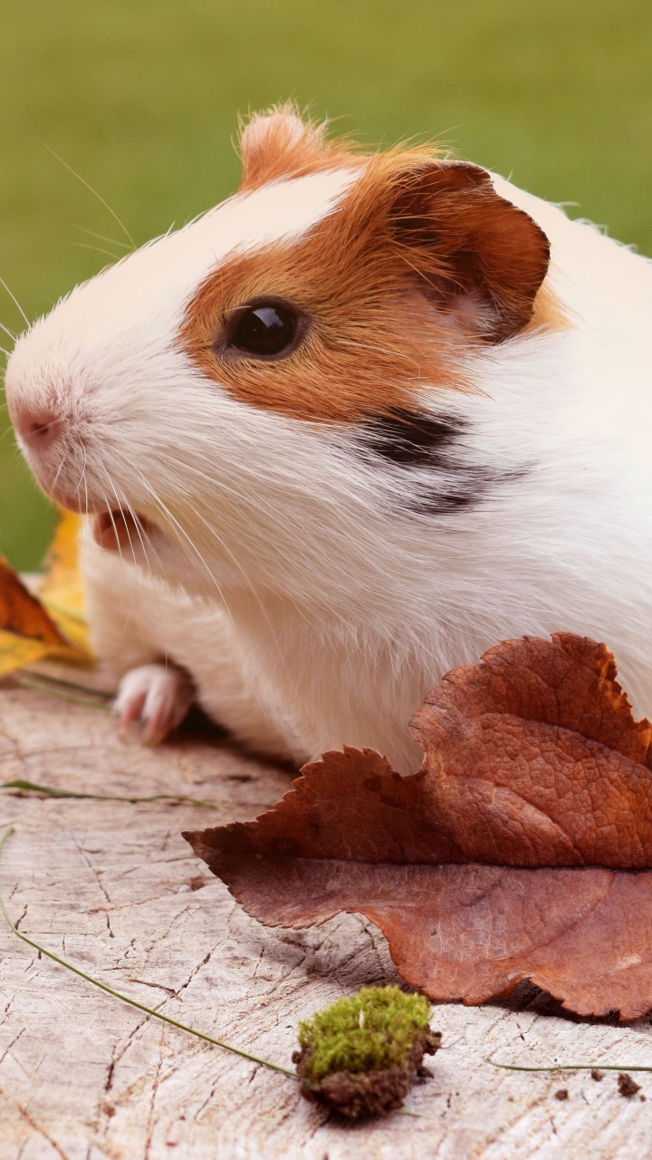 Download mobile wallpaper Leaf, Fall, Animal, Guinea Pig, Rodent for free.