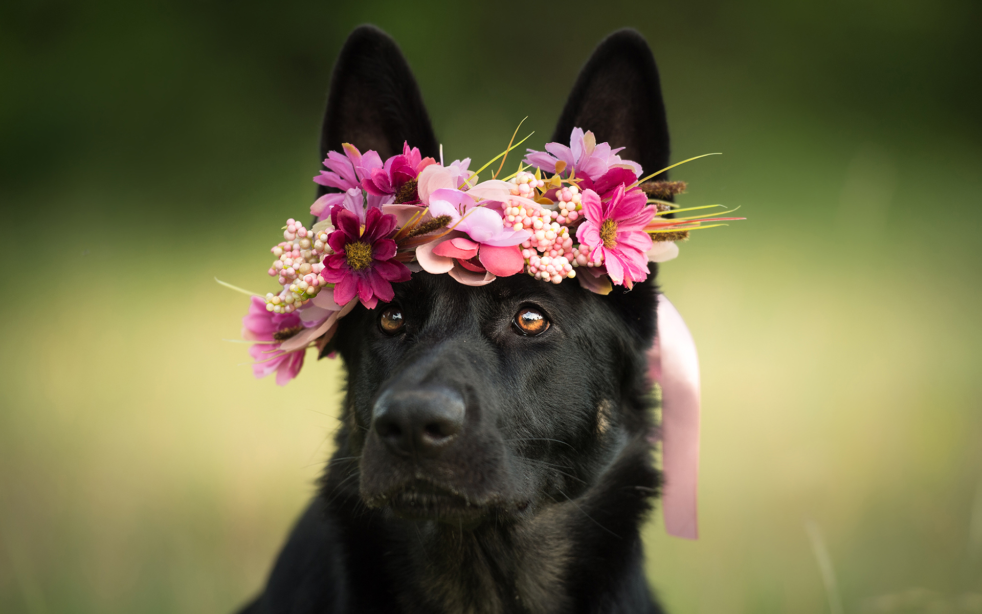 PCデスクトップに動物, 花, 犬, 花輪, ジャーマンシェパード画像を無料でダウンロード