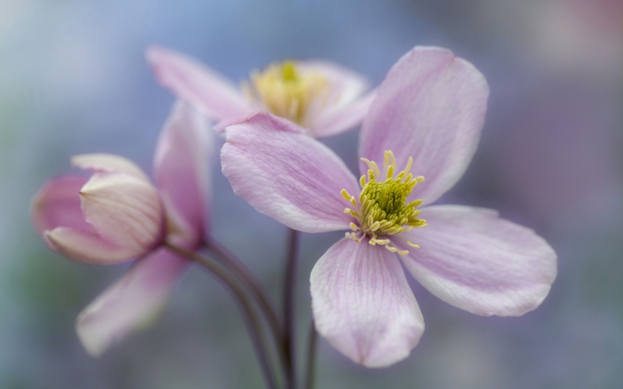 Descarga gratuita de fondo de pantalla para móvil de Macro, Planta, Florecer, Flor, Pétalos, Floración.