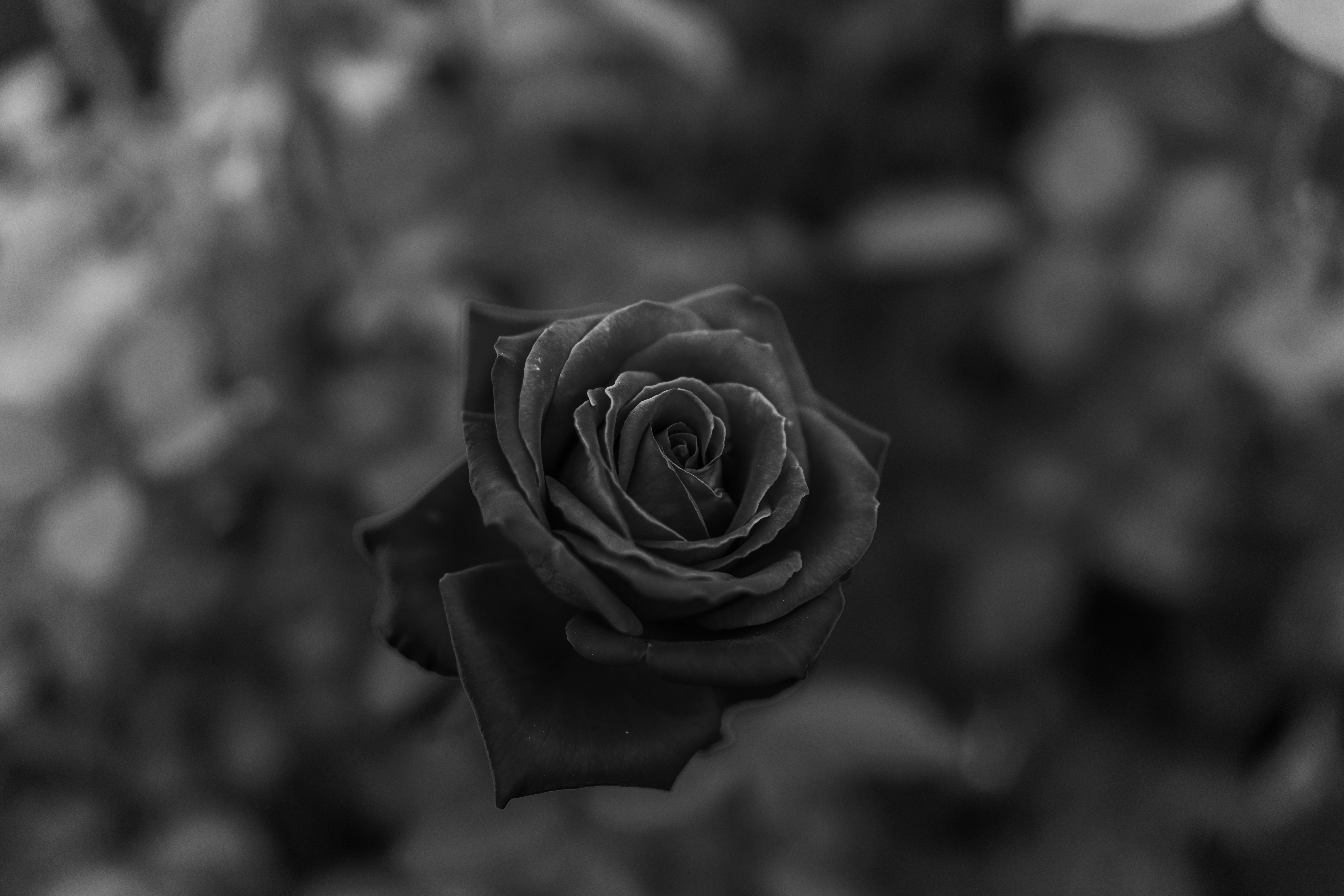 PC Wallpapers flowers, flower, rose flower, rose, close up, bw, chb