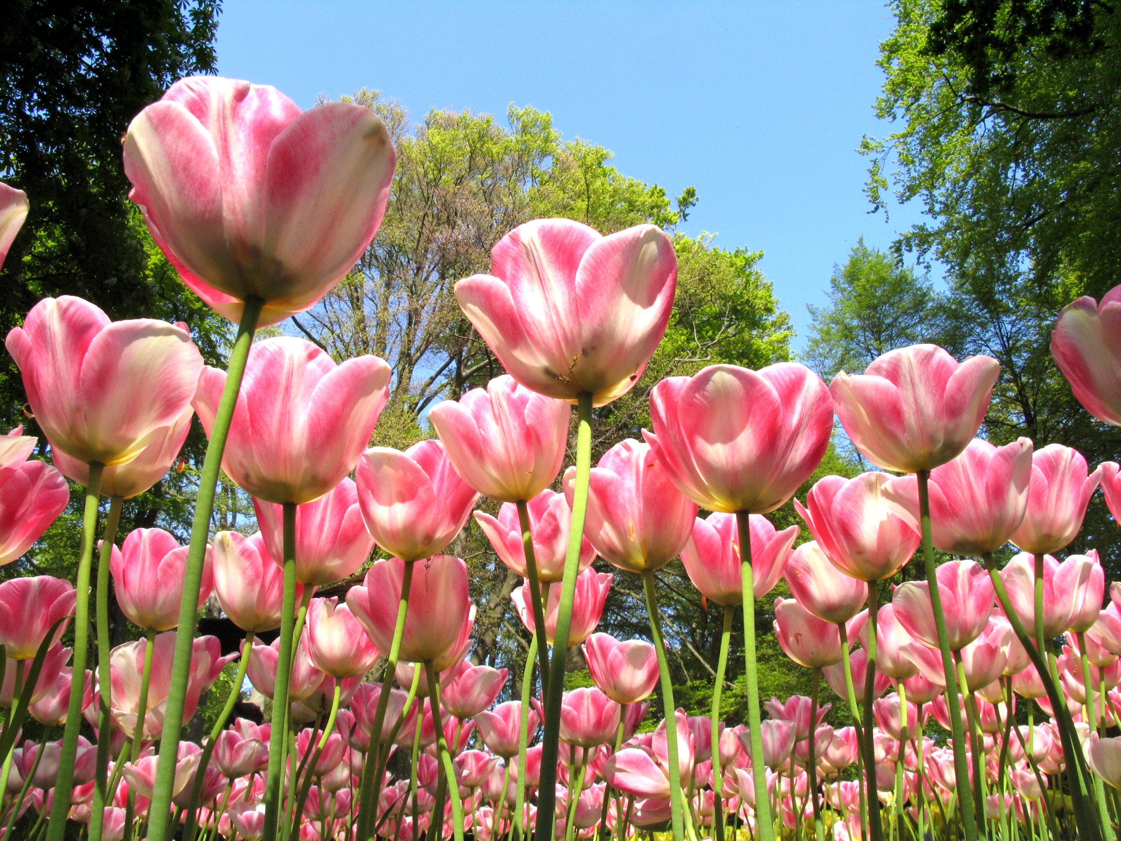 Descarga gratuita de fondo de pantalla para móvil de Naturaleza, Flores, Verano, Flor, Flor Rosa, Tulipán, Tierra/naturaleza.