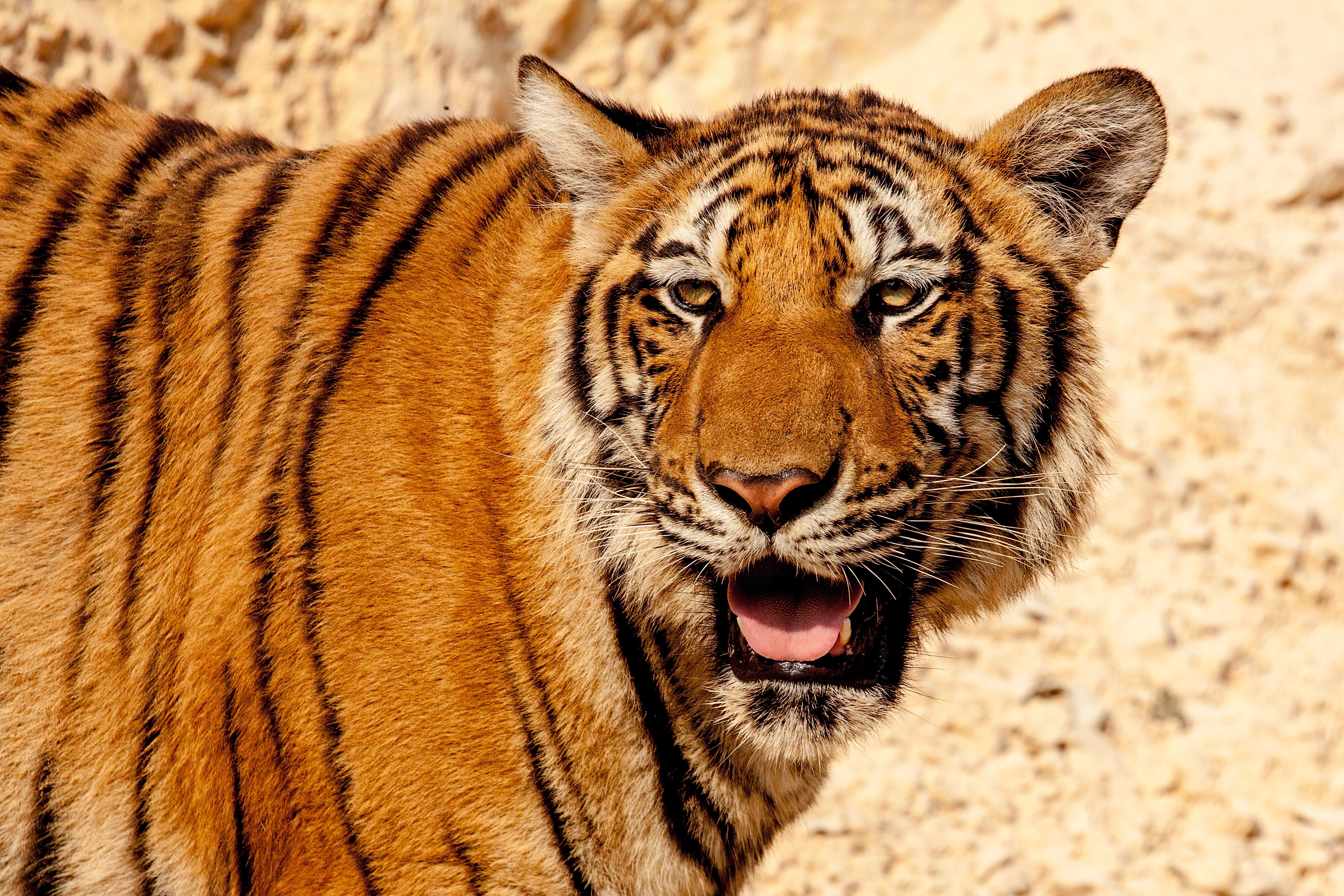 Download mobile wallpaper Muzzle, Predator, Animals, Big Cat, Tiger for free.