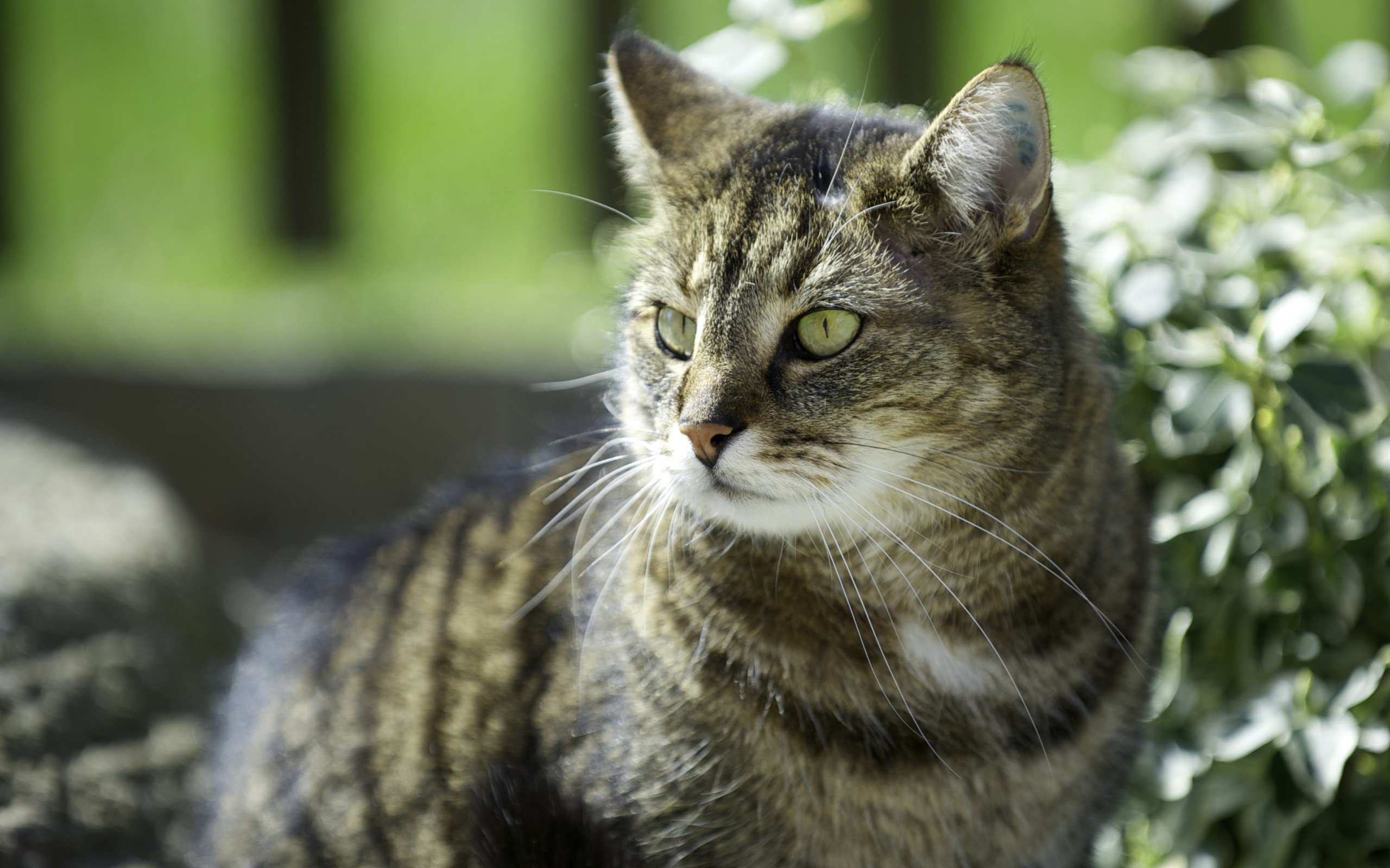 Handy-Wallpaper Tiere, Katzen, Katze kostenlos herunterladen.