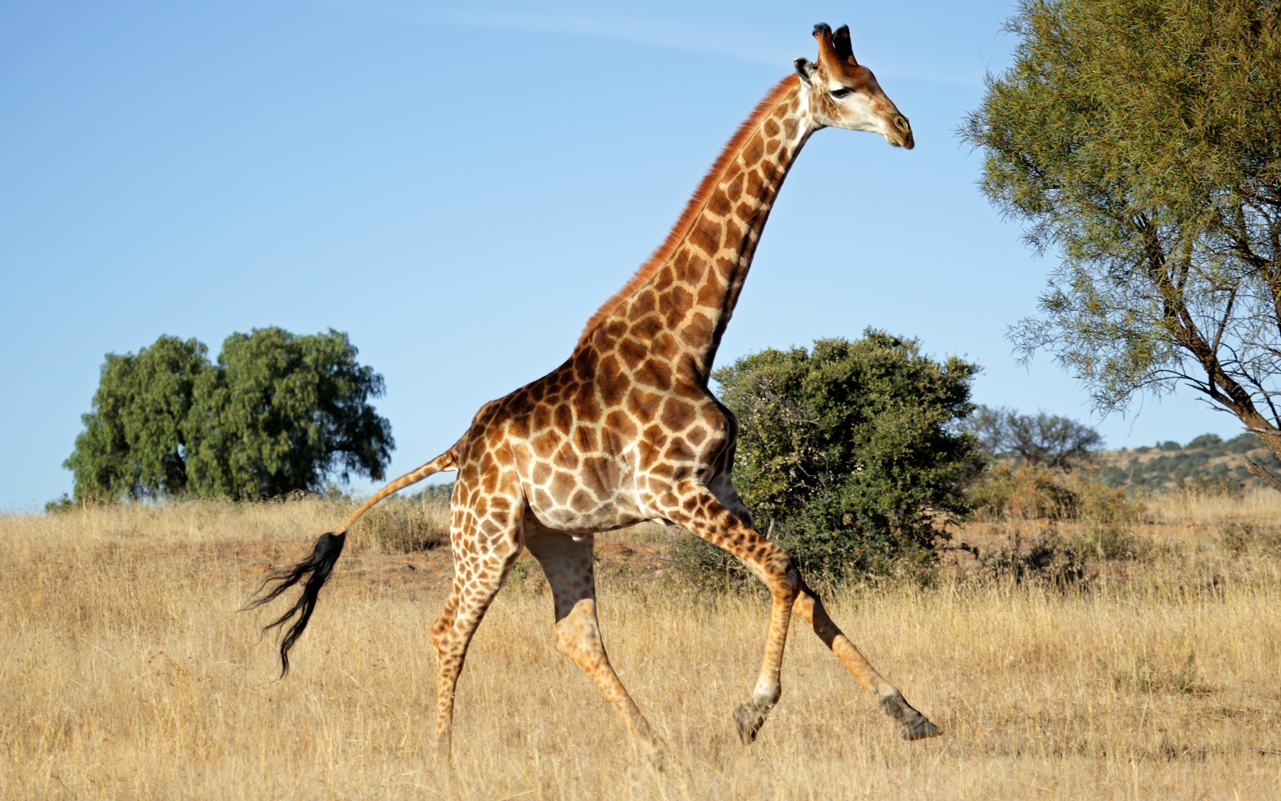Скачать картинку Животные, Жирафа в телефон бесплатно.