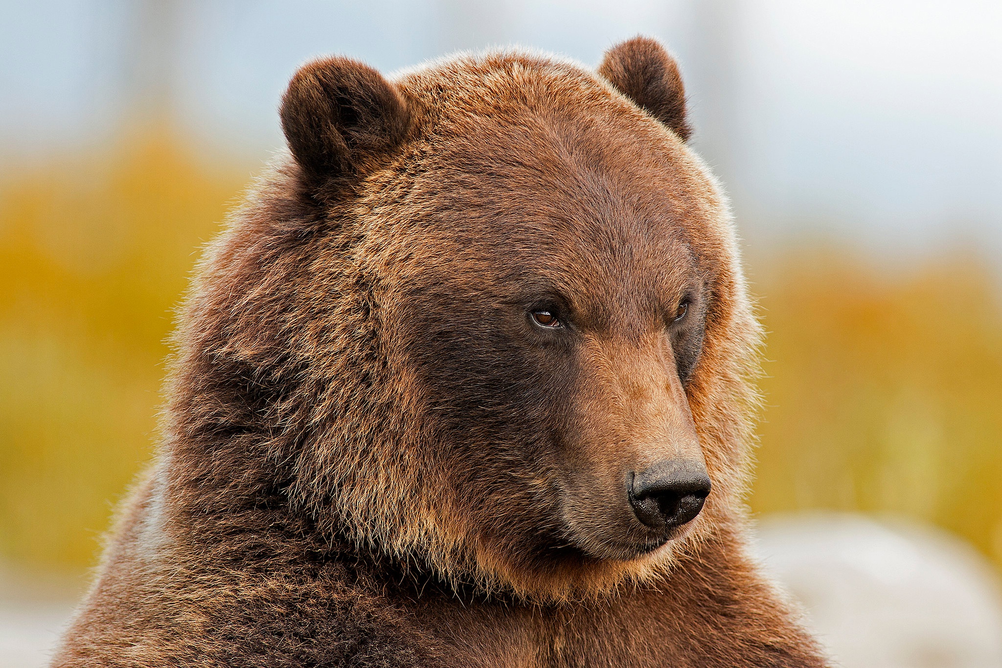 468613 Hintergrundbild herunterladen tiere, grizzlybär, grizzly, bären - Bildschirmschoner und Bilder kostenlos