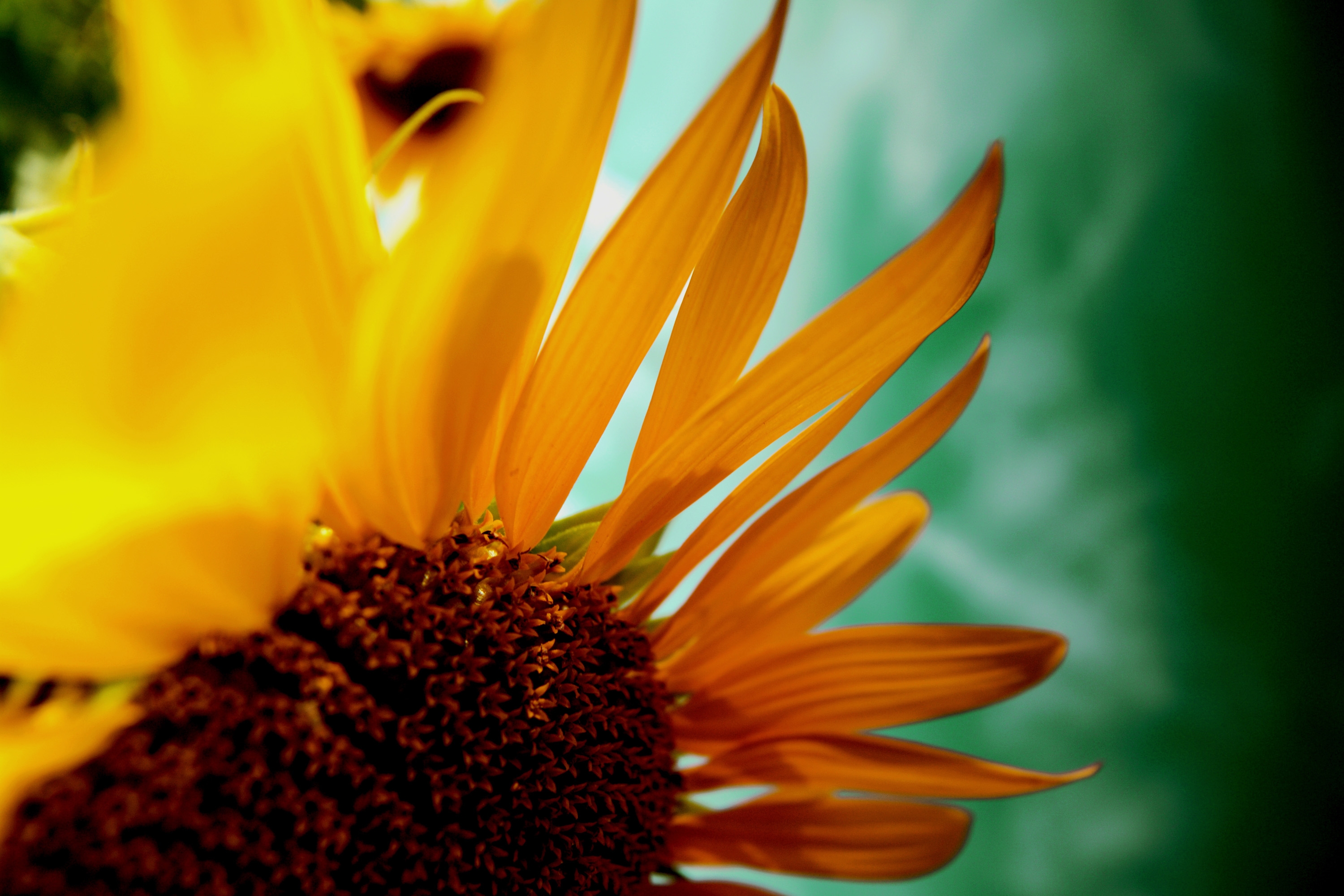 Free download wallpaper Flower, Plant, Macro, Sunflower, Petals on your PC desktop