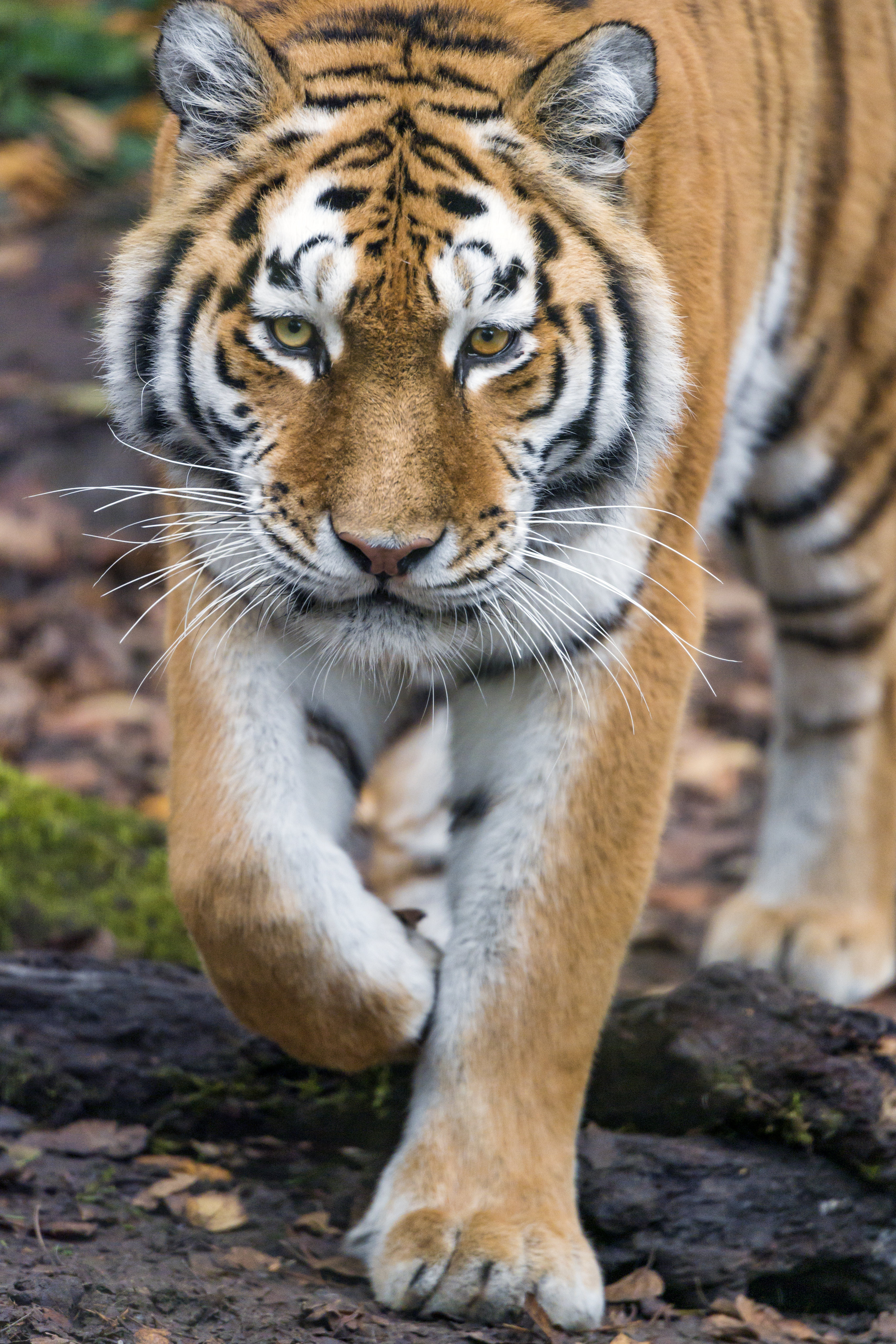 animals, muzzle, predator, big cat, sight, opinion, tiger QHD