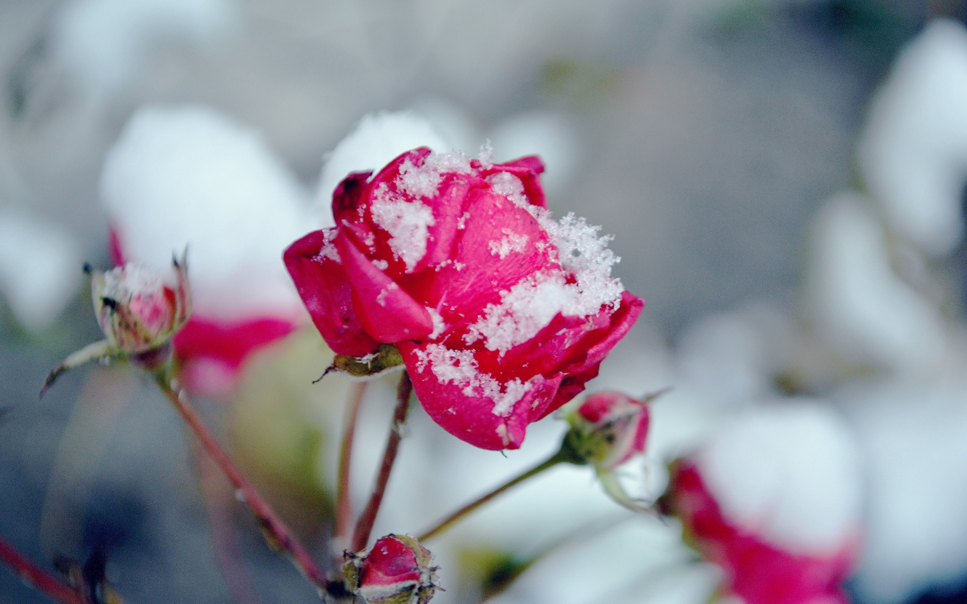 無料モバイル壁紙フラワーズ, 薔薇, 地球をダウンロードします。