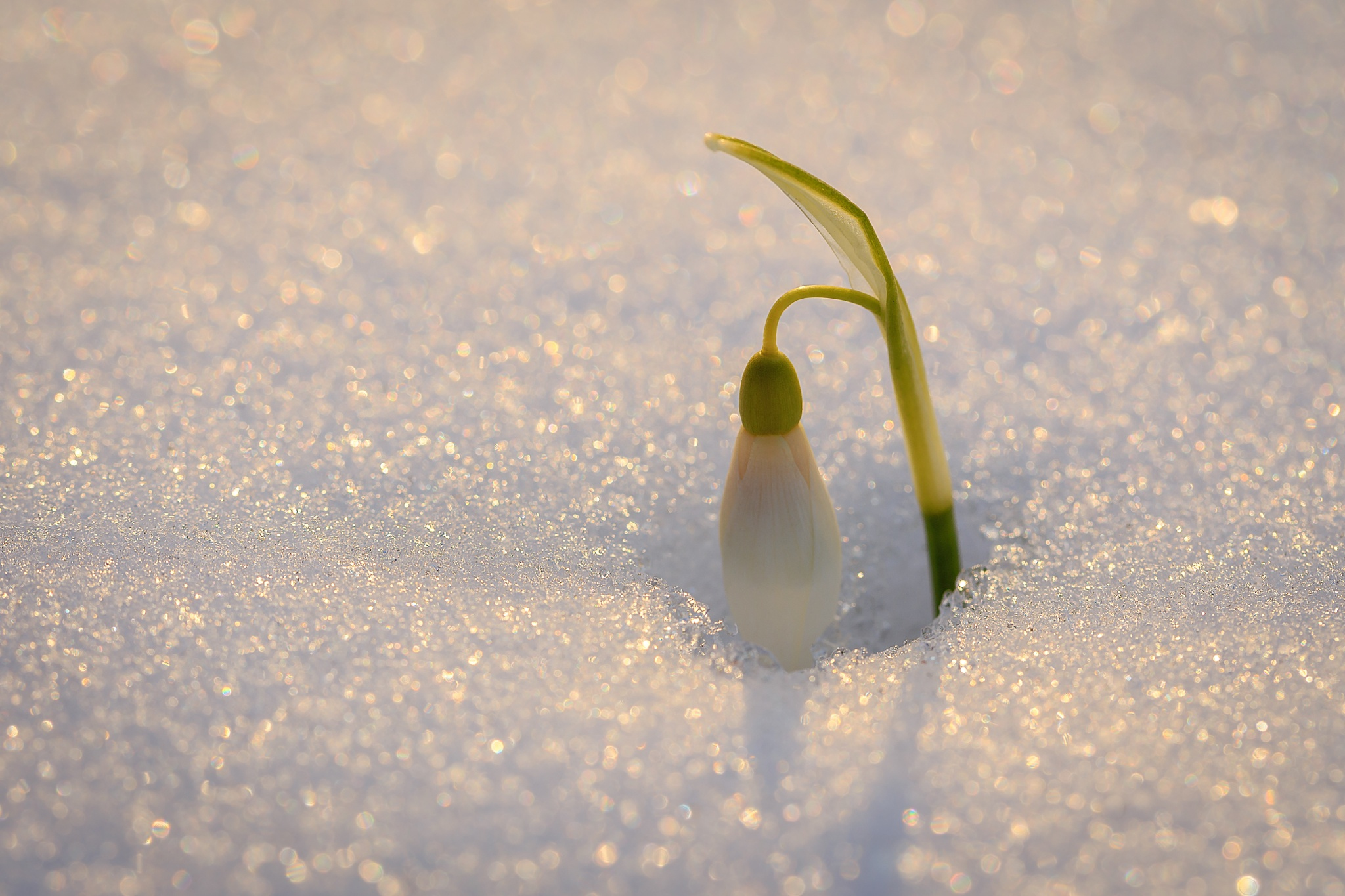 Download mobile wallpaper Flowers, Snow, Flower, Earth, Snowdrop, White Flower for free.