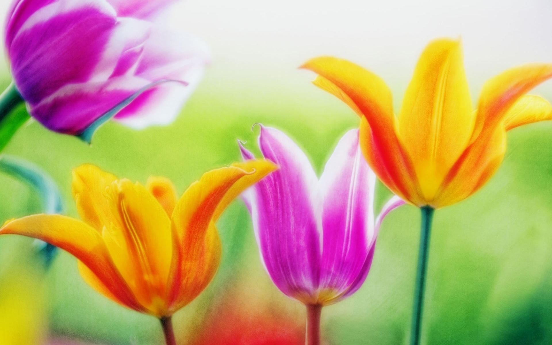 Download mobile wallpaper Flowers, Earth, Colors, Colorful, Tulip, Purple Flower, Orange Flower for free.