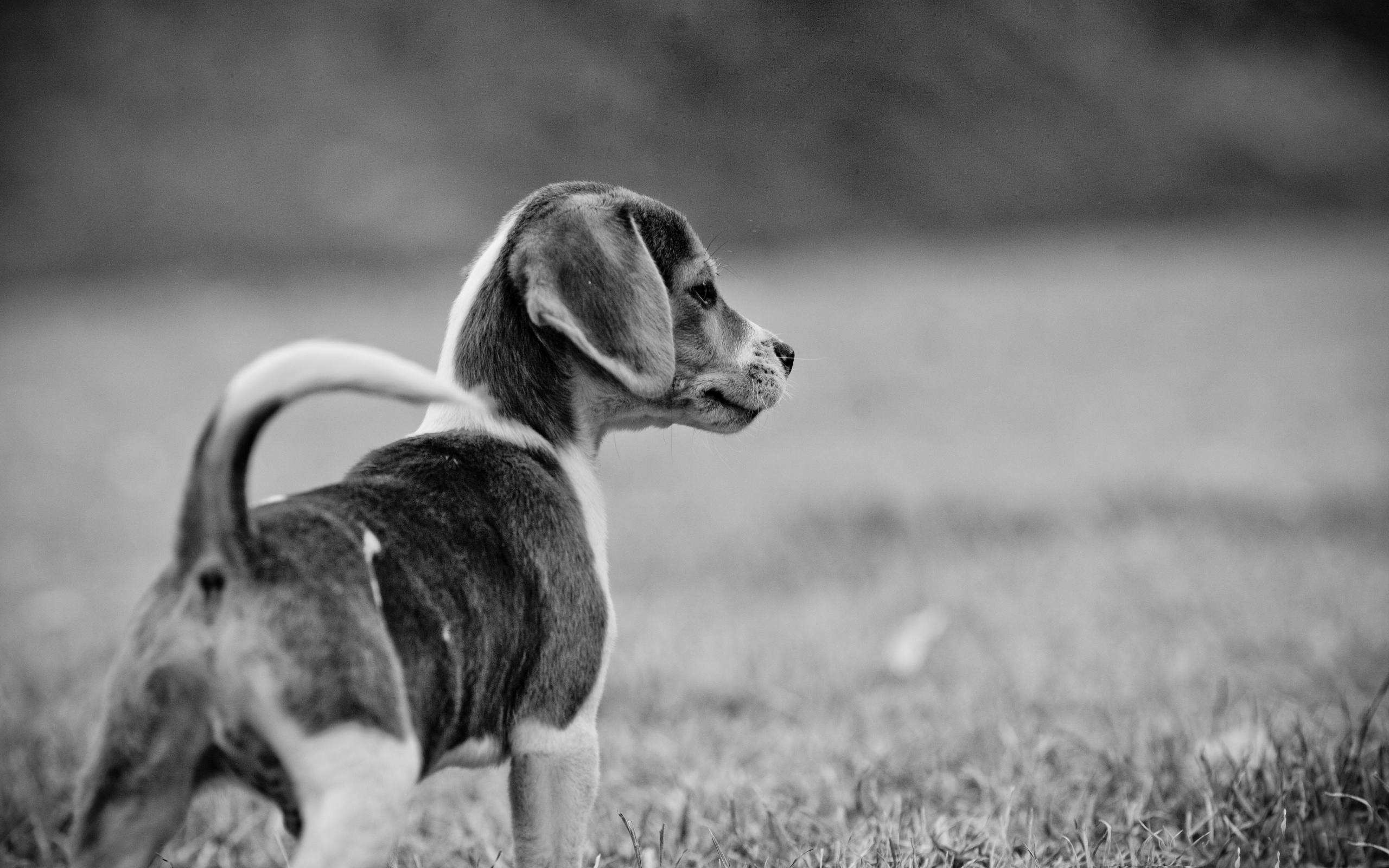 Téléchargez des papiers peints mobile Animaux, Chiens, Chiot gratuitement.