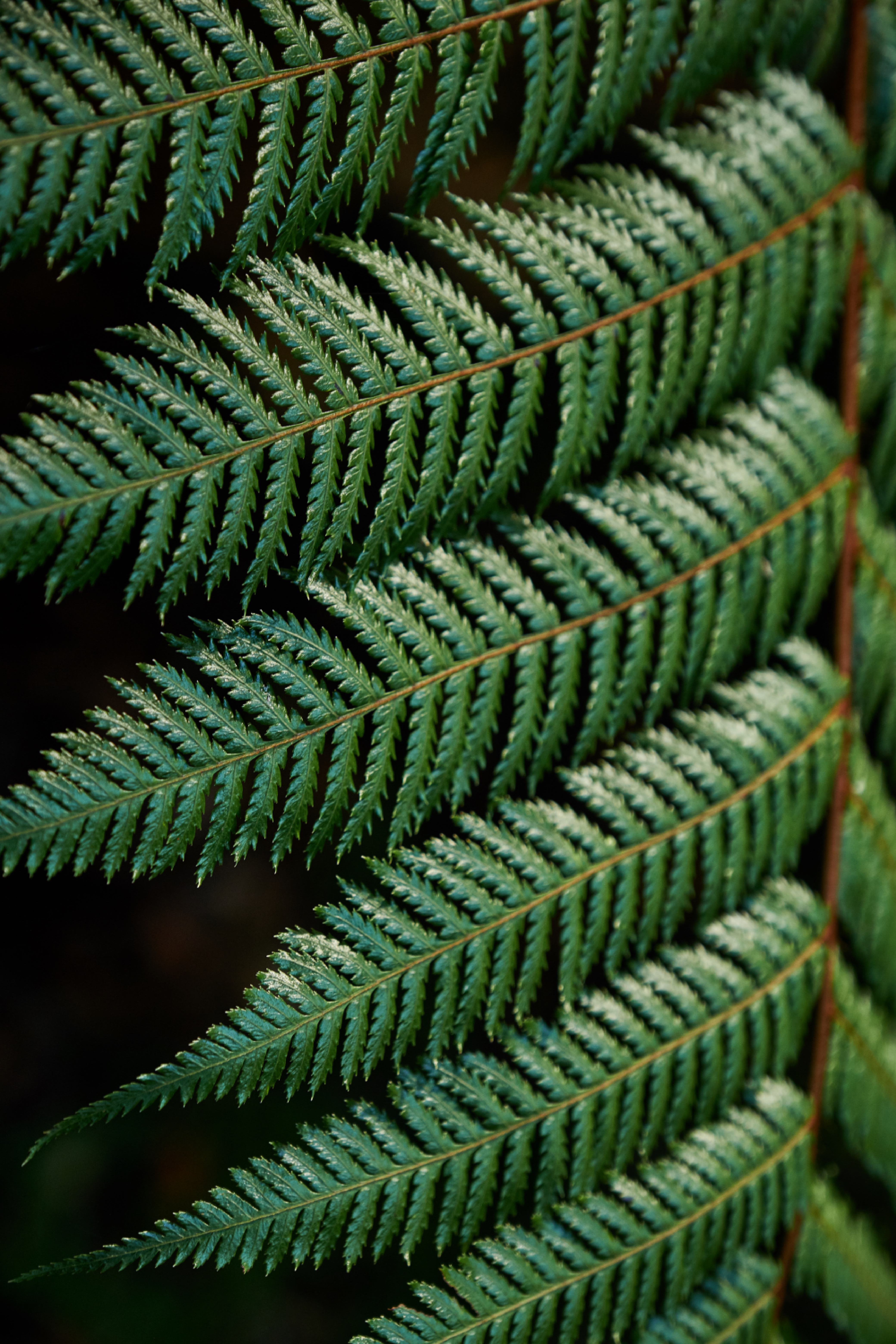 leaves, fern, green, macro, carved, branch Panoramic Wallpaper