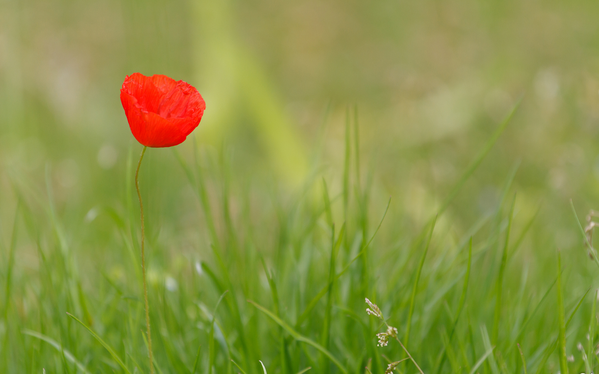 Free download wallpaper Flowers, Flower, Earth on your PC desktop