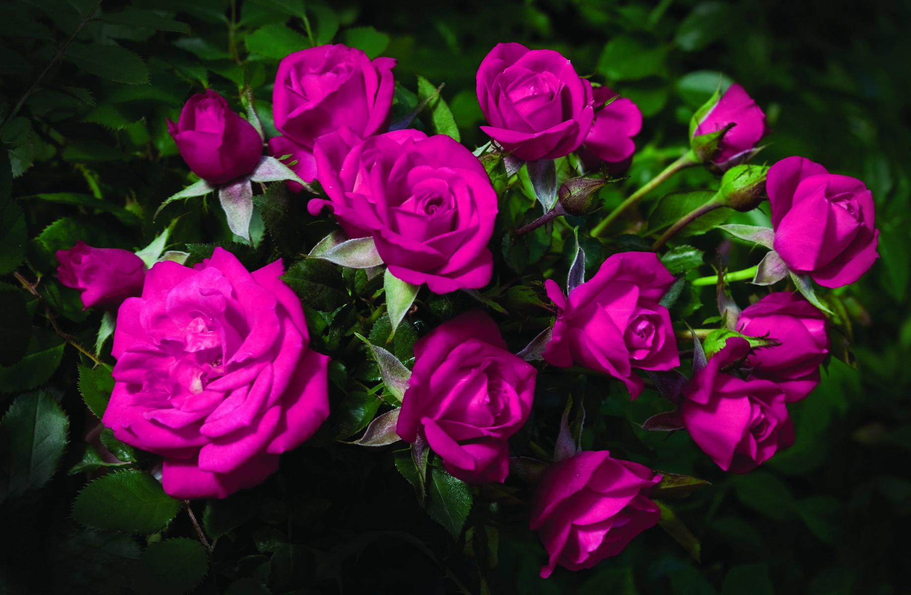 Descarga gratis la imagen Flores, Rosa, Flor, Tierra/naturaleza, Bodegón en el escritorio de tu PC