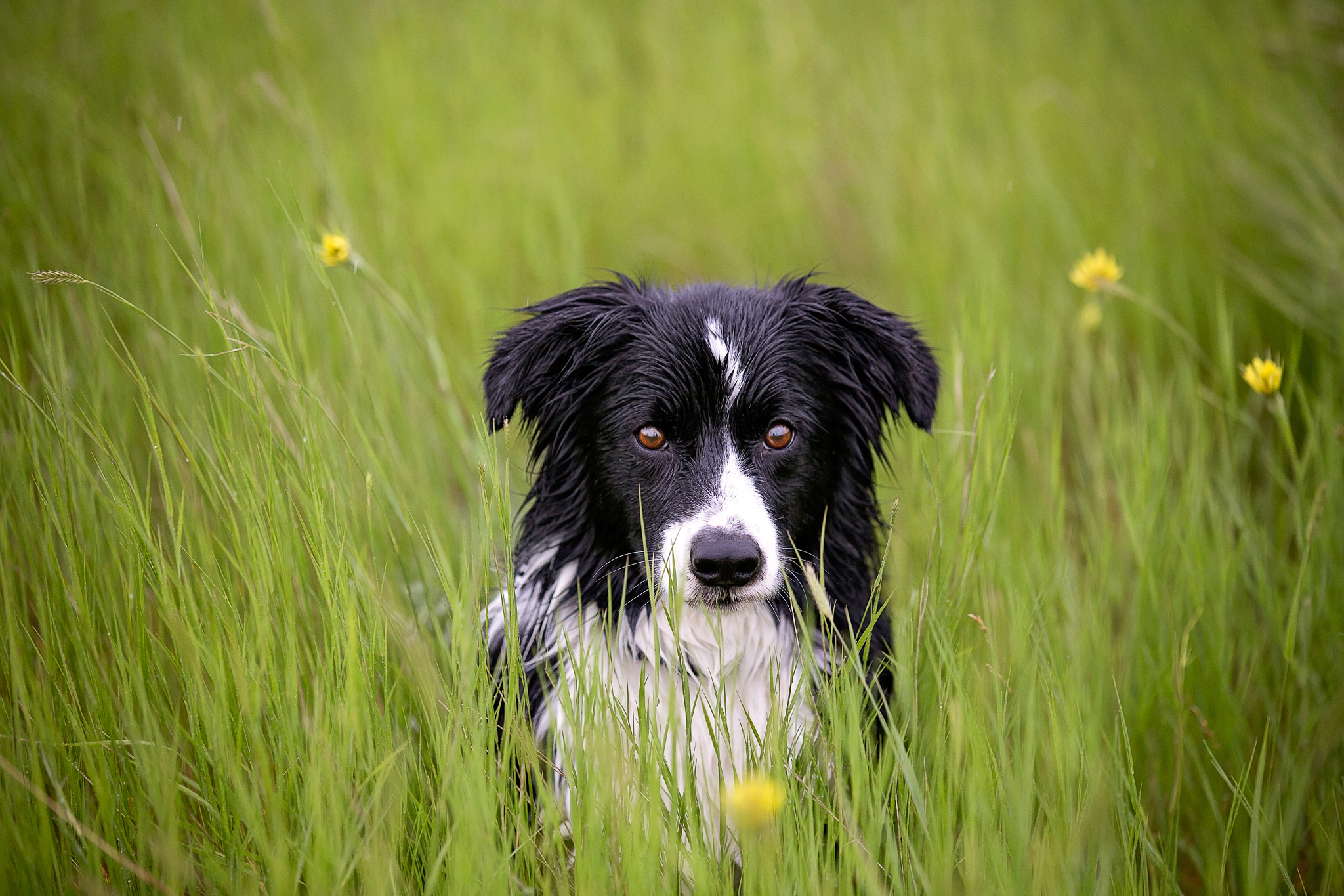 spotty, animals, grass, dog, muzzle, spotted, wet