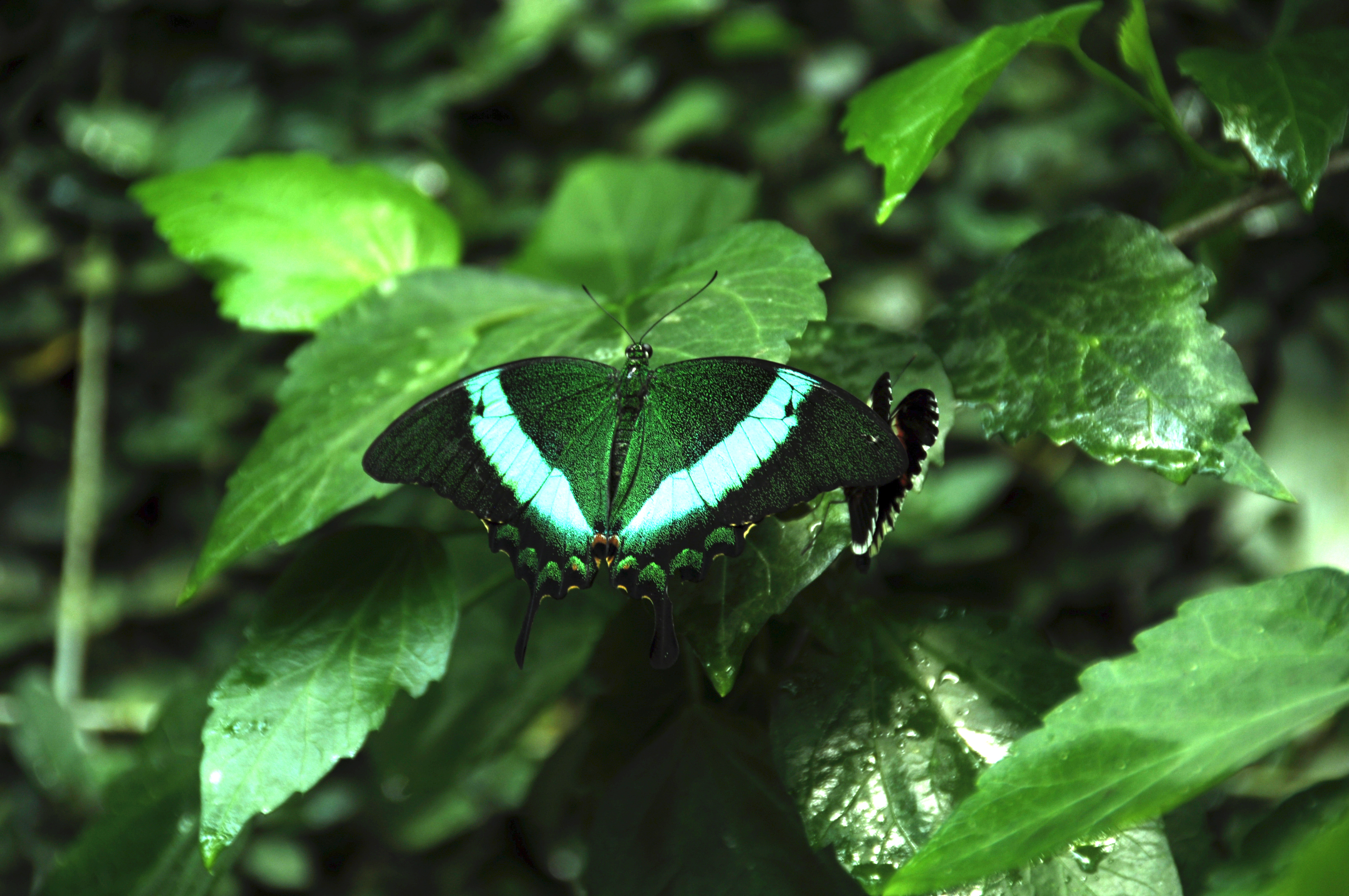 wallpapers butterfly, animals, plants, green, pattern, wings, tropical butterfly