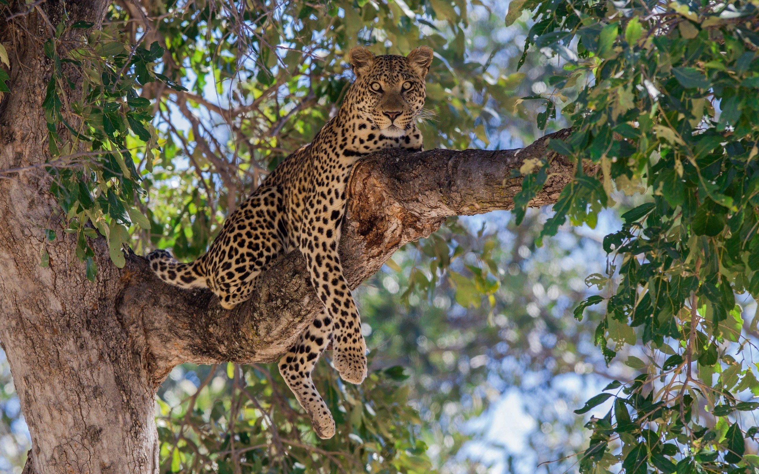 110607 скачать обои леопард, животные, ветка, лежать, хищник, дерево - заставки и картинки бесплатно