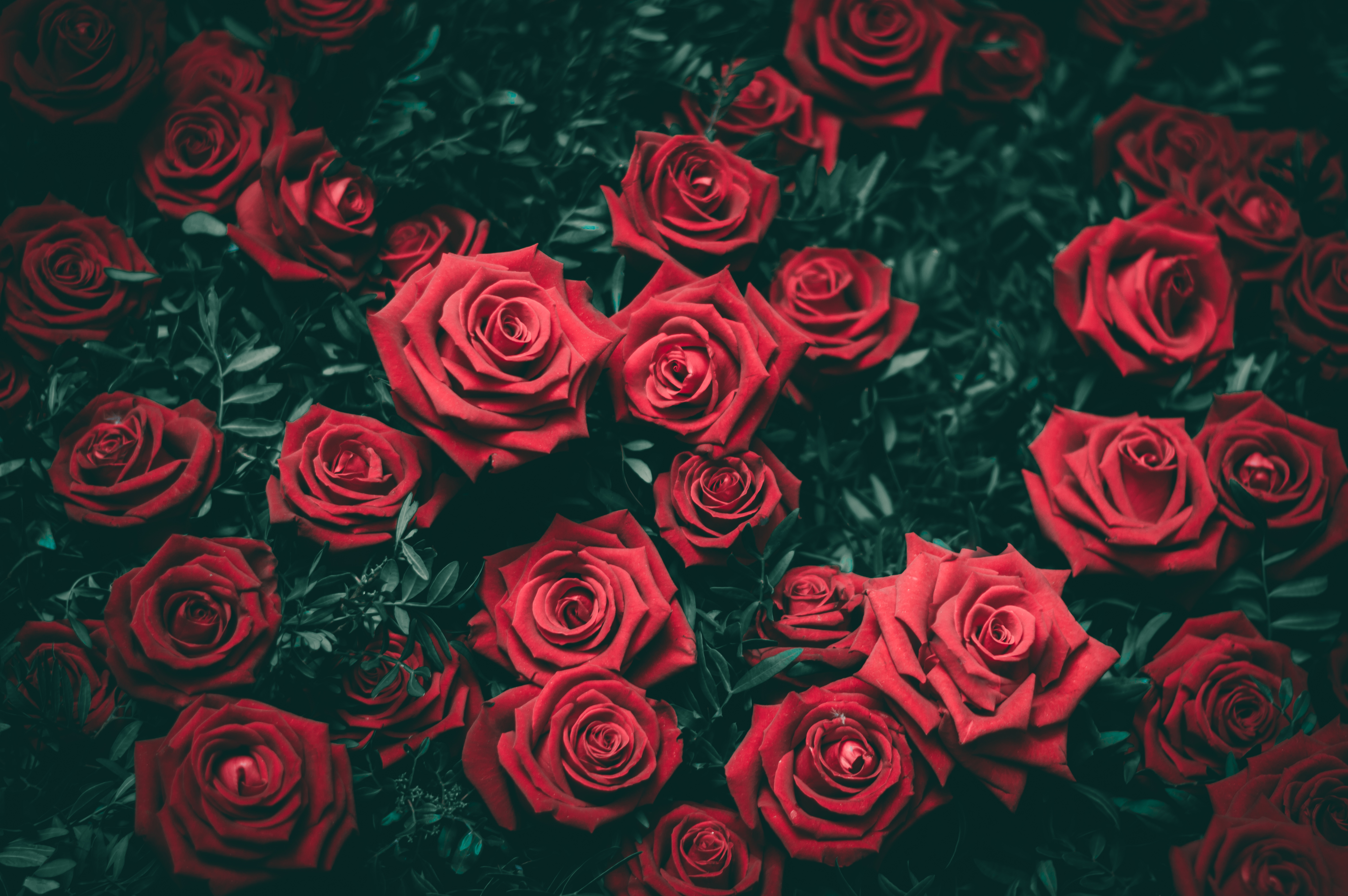 Descarga gratis la imagen Flores, Arbusto, Cogollos, Roses, Brotes en el escritorio de tu PC