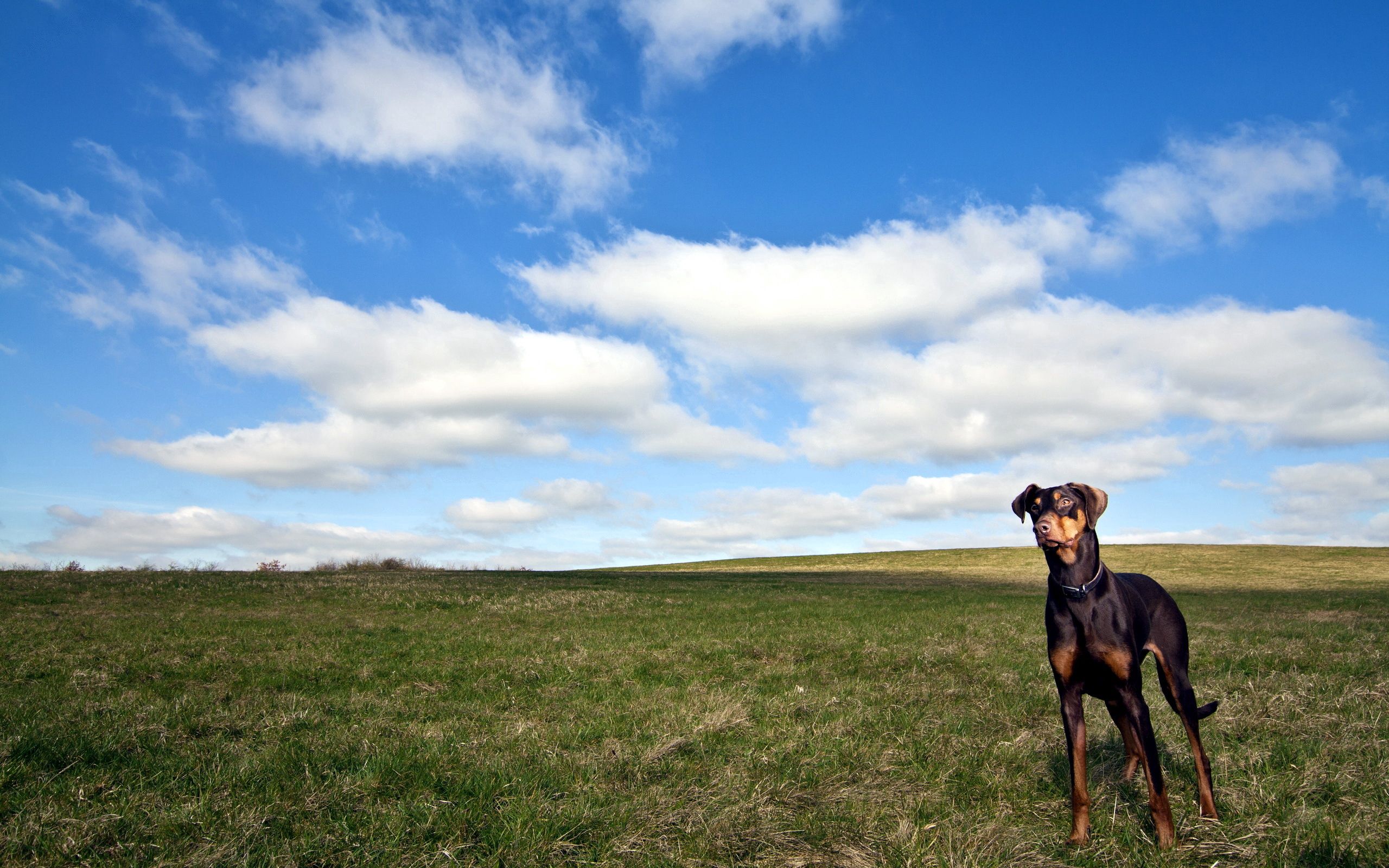 Download mobile wallpaper Grass, Dog, Stroll, Horizon, Sky, Animals for free.