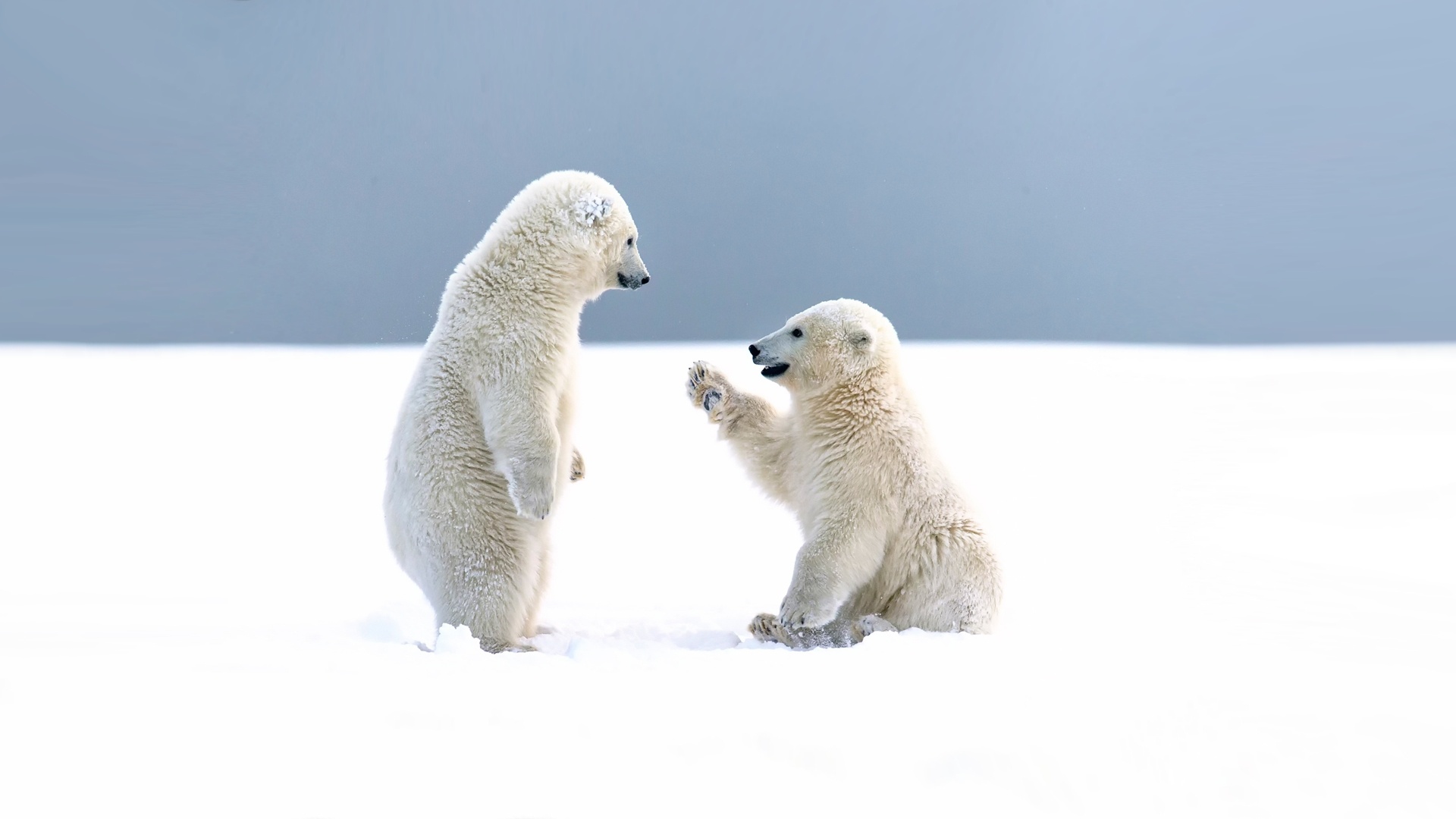 Baixe gratuitamente a imagem Animais, Neve, Urso Polar, Ursos, Animal Bebê, Filhote na área de trabalho do seu PC
