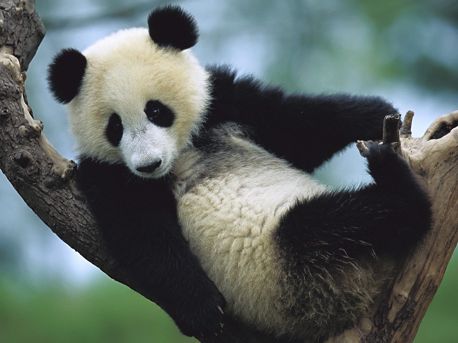 3492 скачать картинку панды, медведи, животные - обои и заставки бесплатно