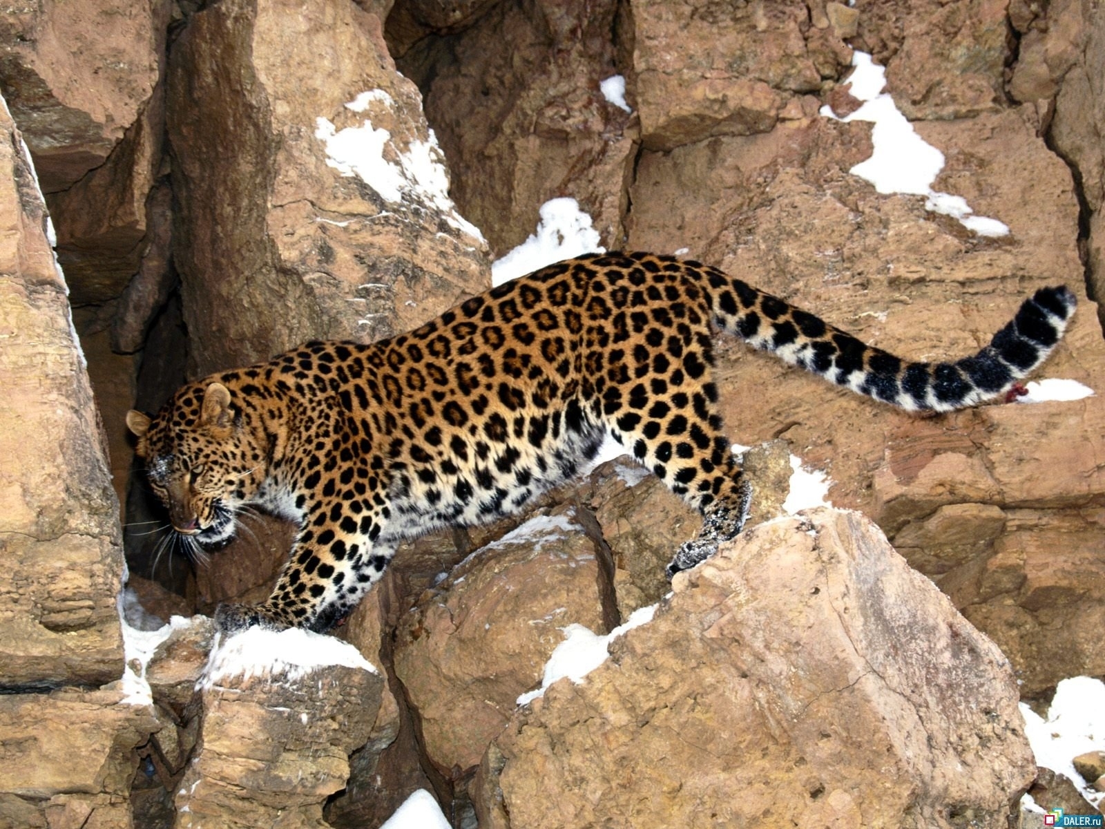 2004 Hintergrundbilder und Leopards Bilder auf dem Desktop. Laden Sie  Bildschirmschoner kostenlos auf den PC herunter