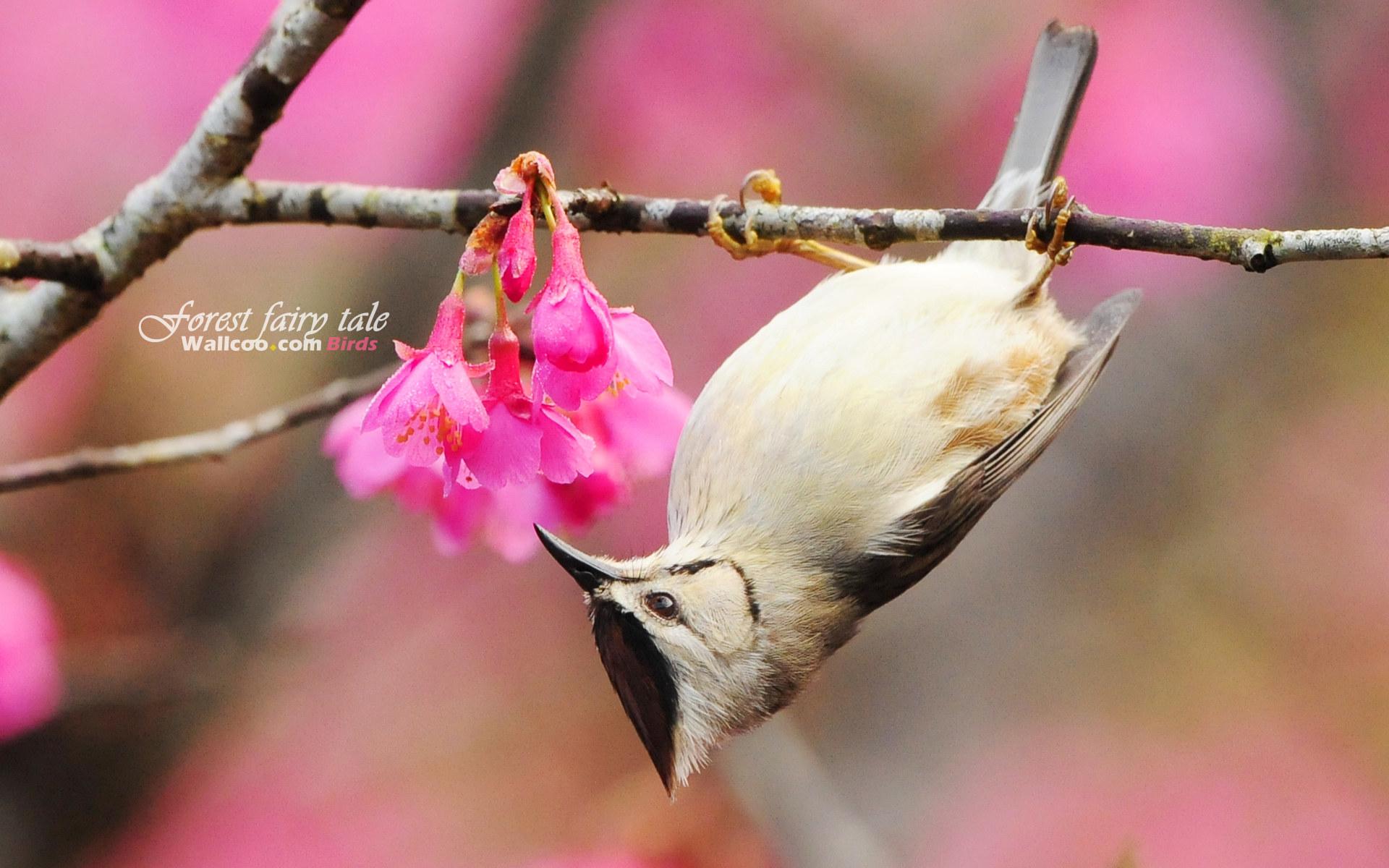 Free download wallpaper Birds, Bird, Animal on your PC desktop