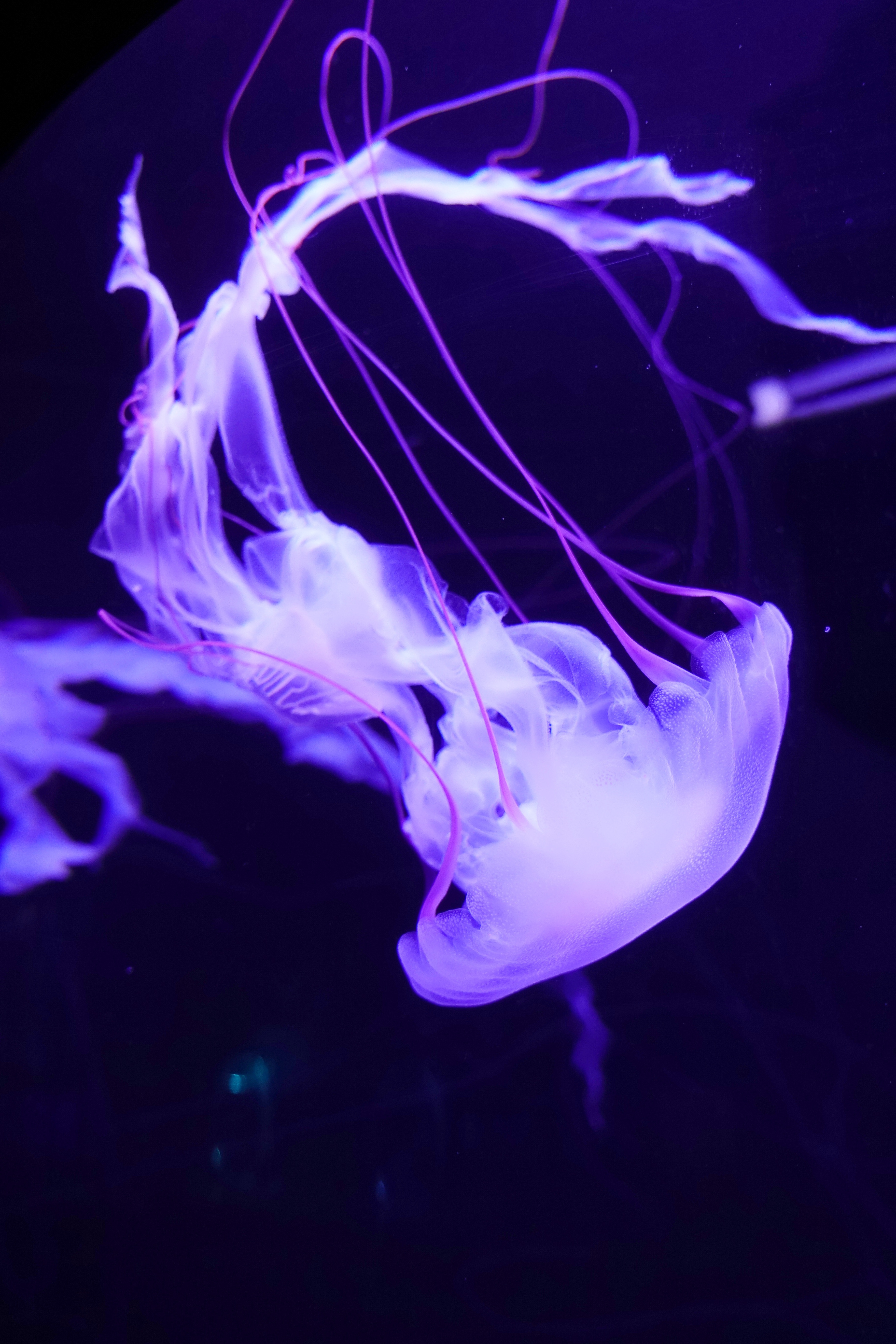 animals, lilac, jellyfish, swimming, underwater world, tentacles
