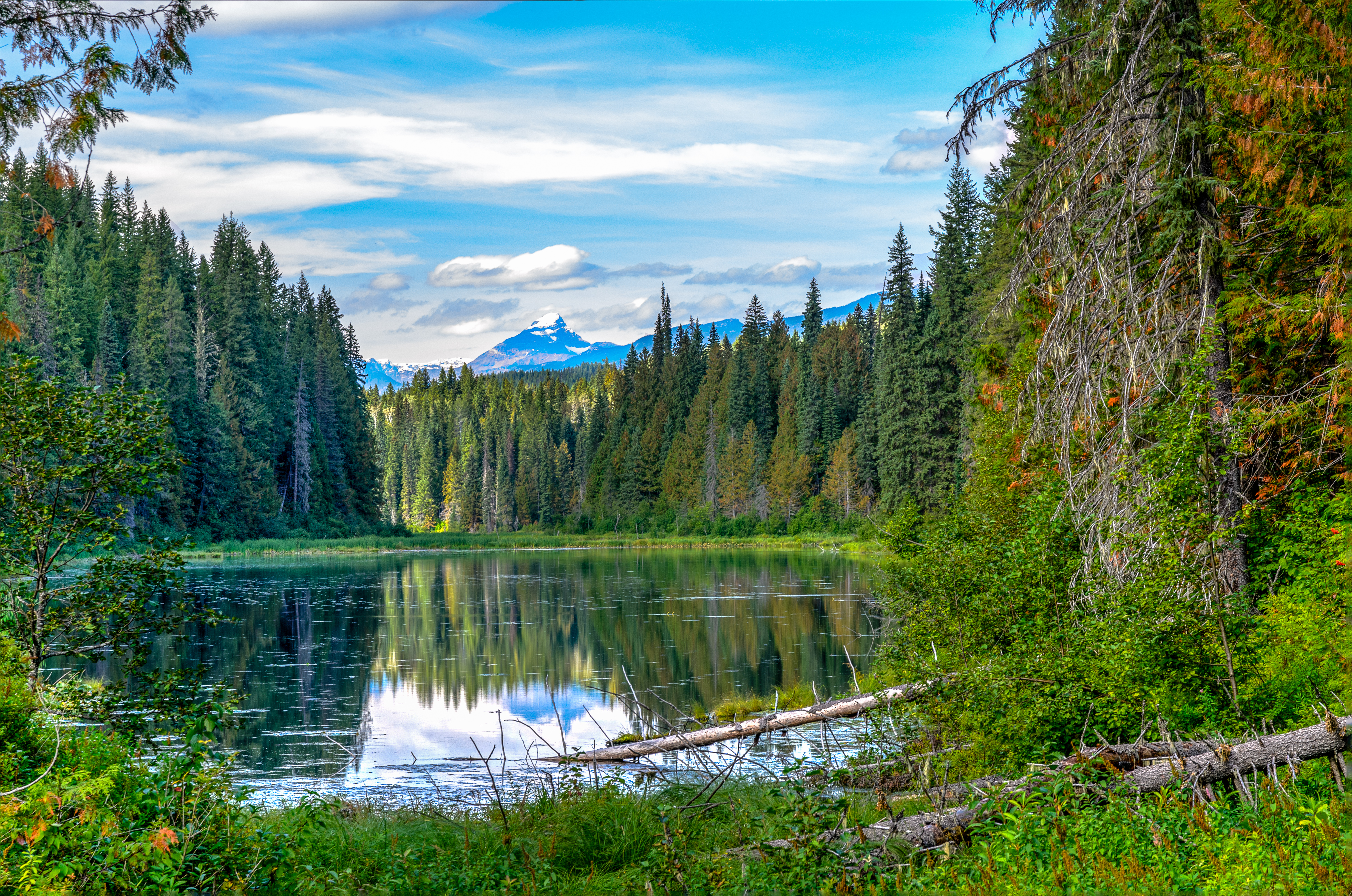 Free download wallpaper Nature, Trees, Lake, Branches, Spruce, Fir, Forest on your PC desktop