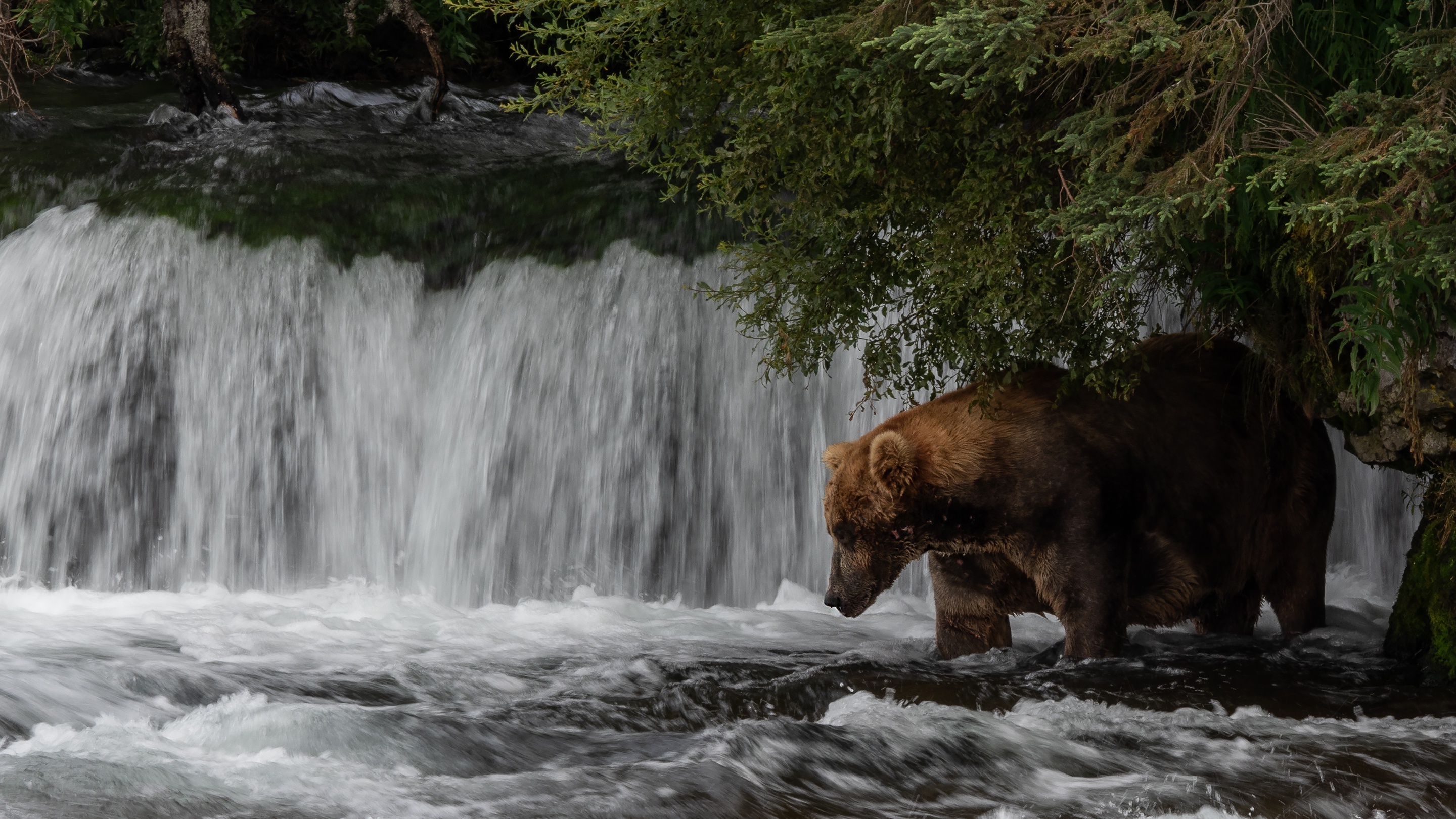 Handy-Wallpaper Tiere, Bären, Wasserfall, Bär kostenlos herunterladen.