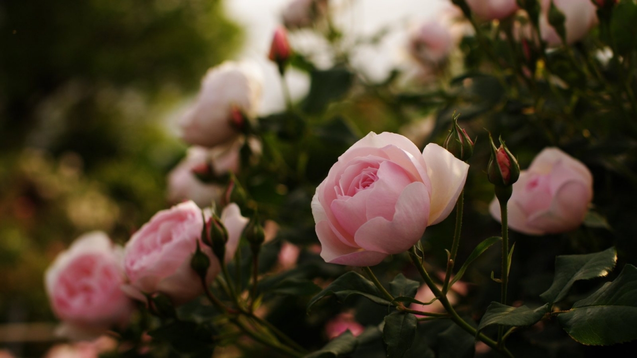 Téléchargez des papiers peints mobile Roses, Plantes, Fleurs gratuitement.
