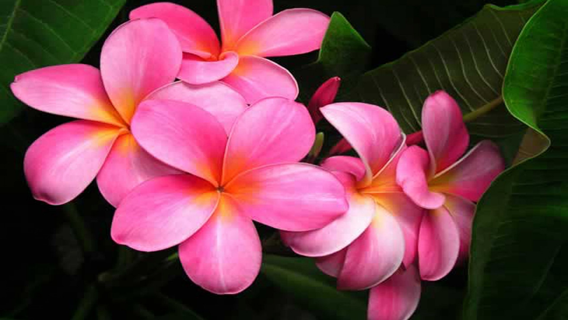 Download mobile wallpaper Flower, Close Up, Earth, Plumeria, Frangipani, Pink Flower for free.