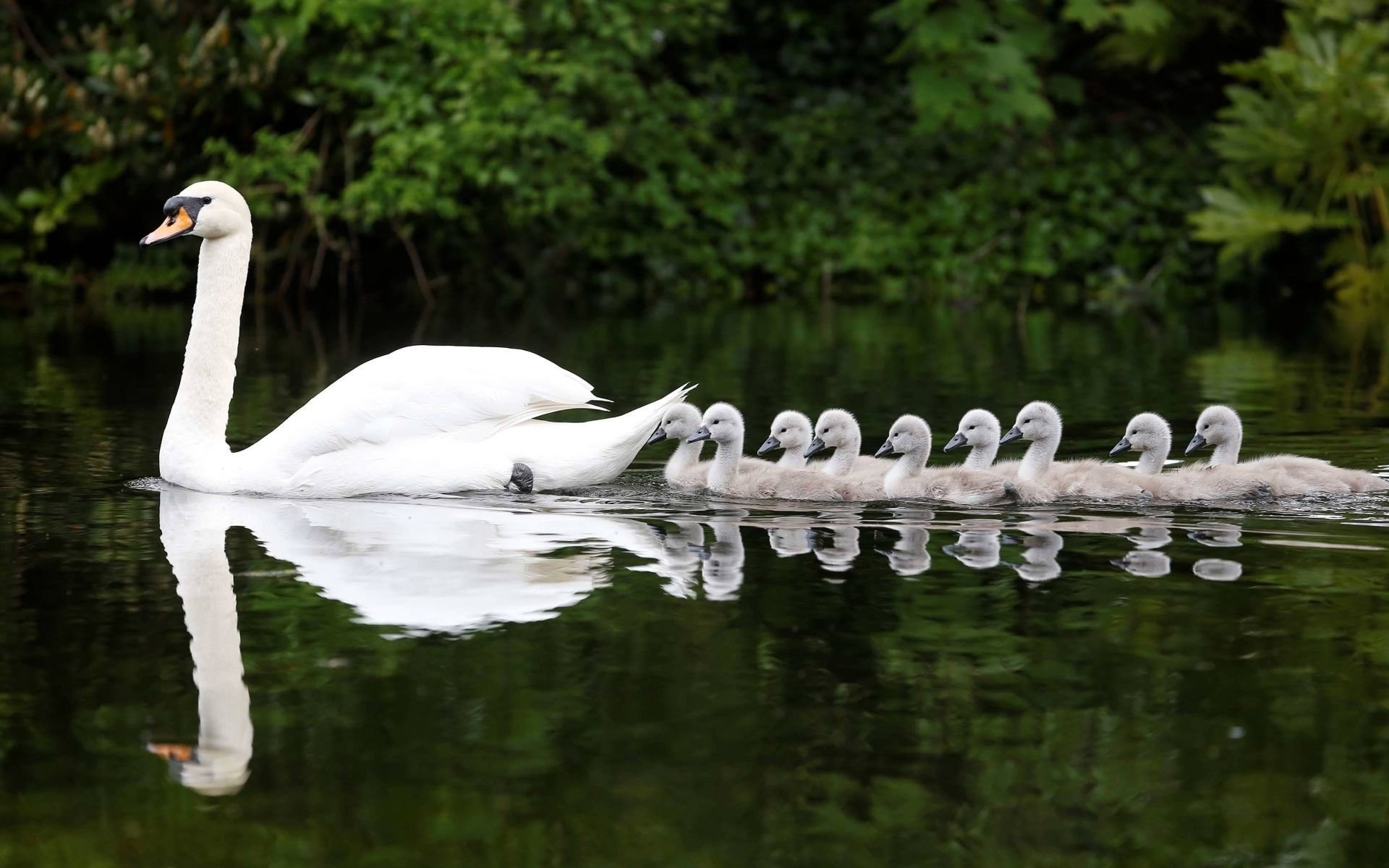animal, mute swan, baby animal, bird, chick, reflection, swan, water