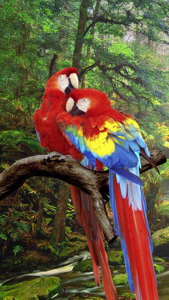 Descarga gratuita de fondo de pantalla para móvil de Animales, Naturaleza, Cascada, Bosque, Aves, Loro, Ara Macao.