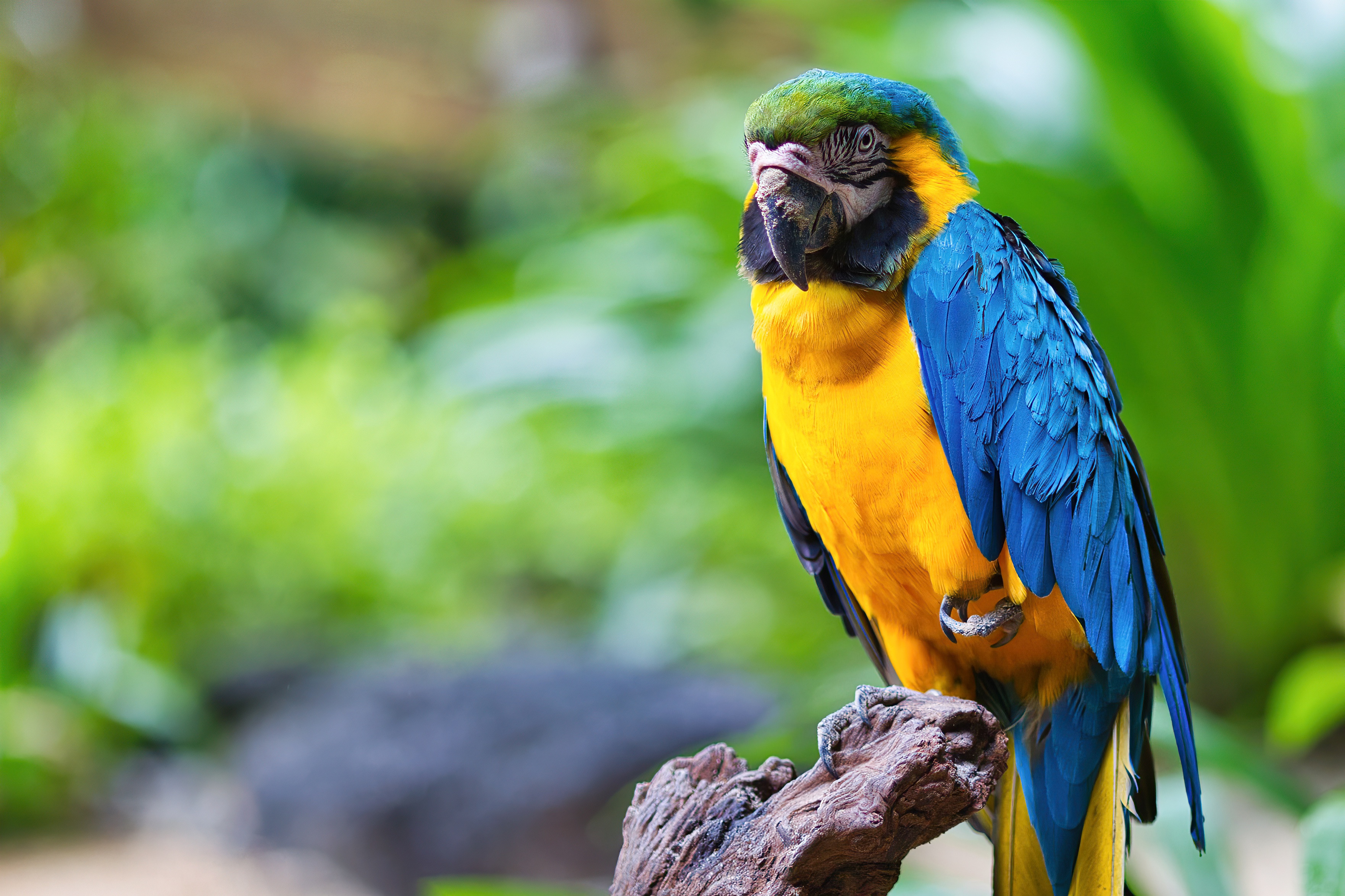 Скачати мобільні шпалери Птахи, Тварина, Папуга, Синьо Жовтий Ара безкоштовно.