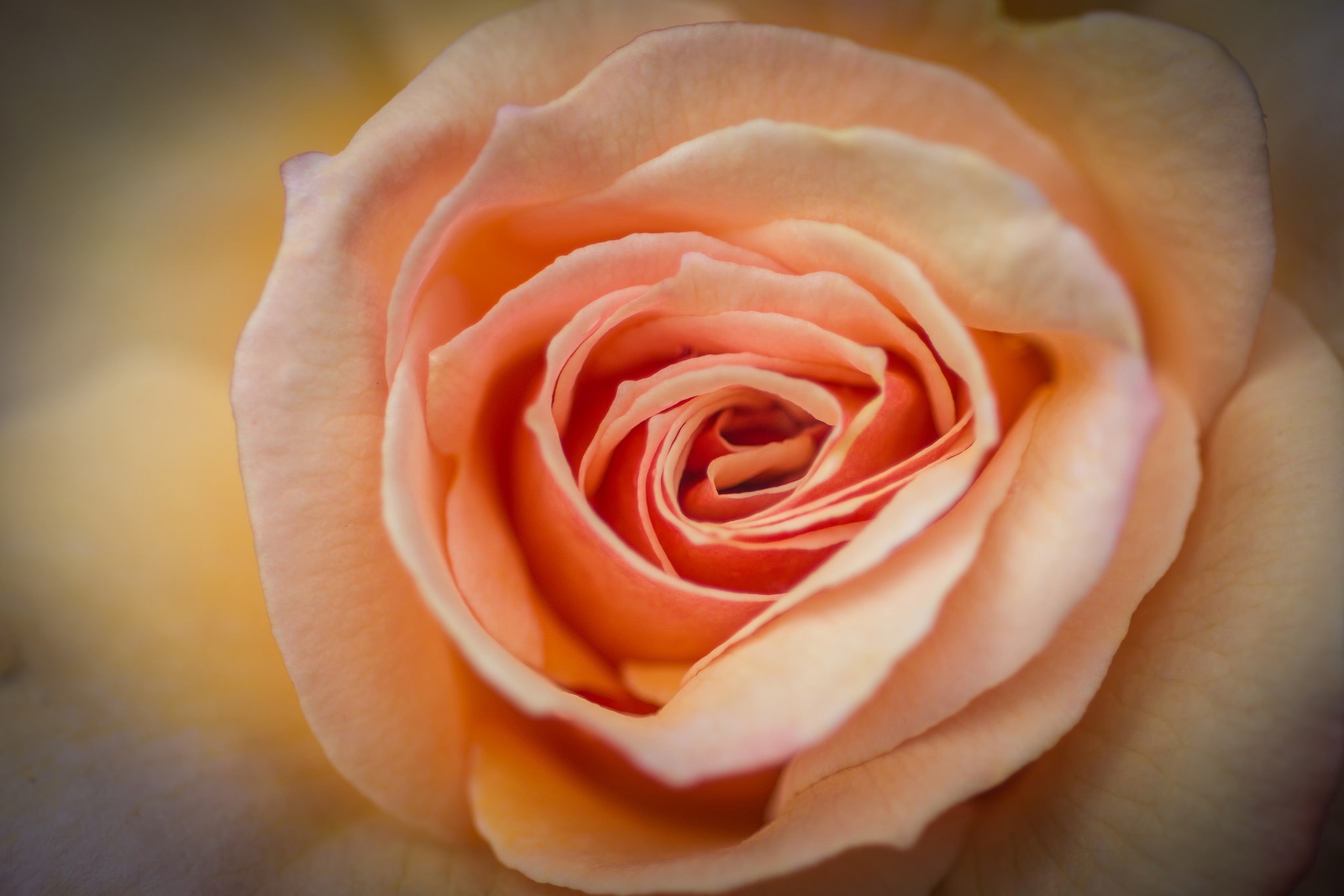 Скачать обои бесплатно Цветок, Роза, Крупный План, Земля/природа, Персиковый Цветок, Флауэрсы картинка на рабочий стол ПК