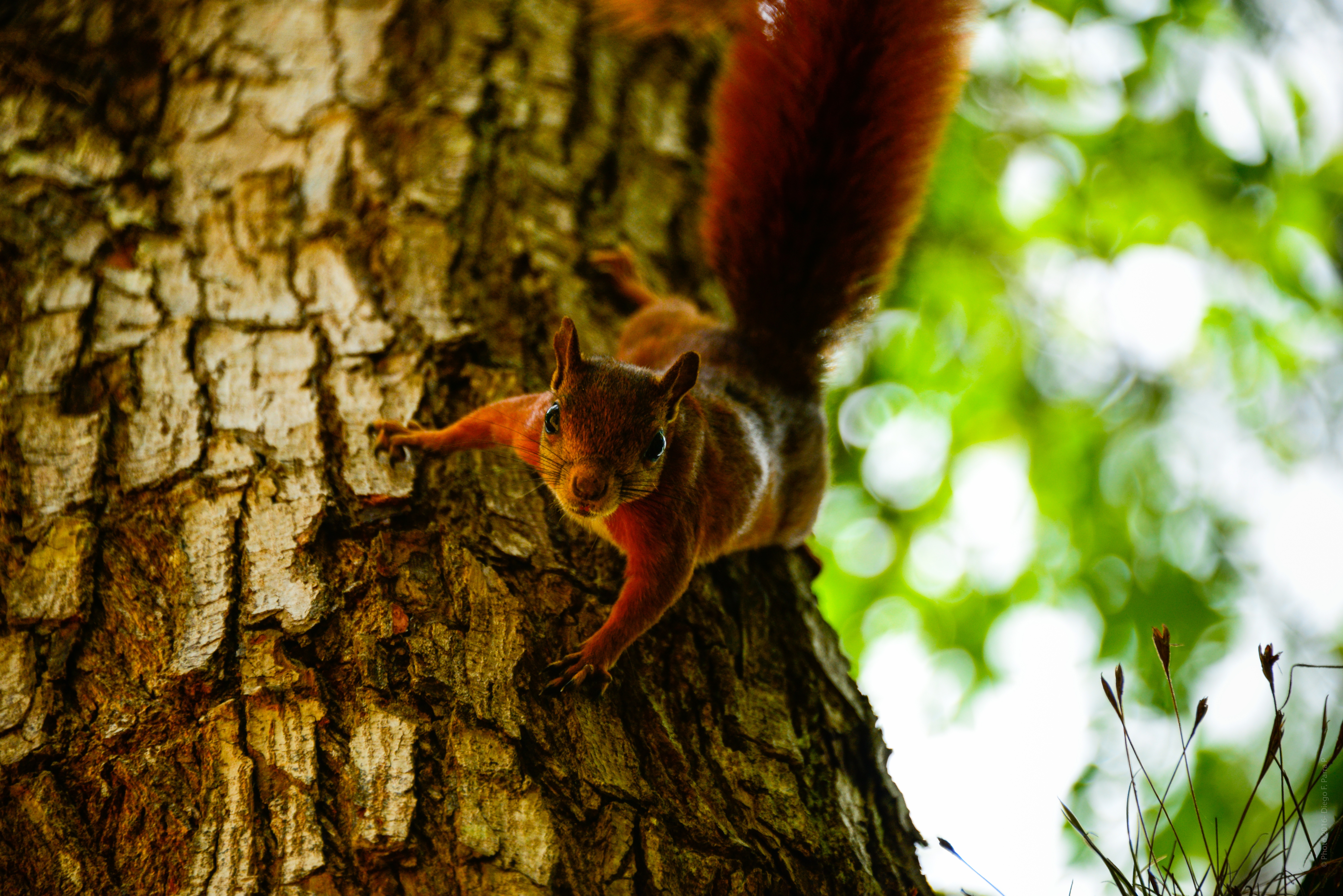 Handy-Wallpaper Tiere, Eichhörnchen, Bokeh, Nagetier kostenlos herunterladen.