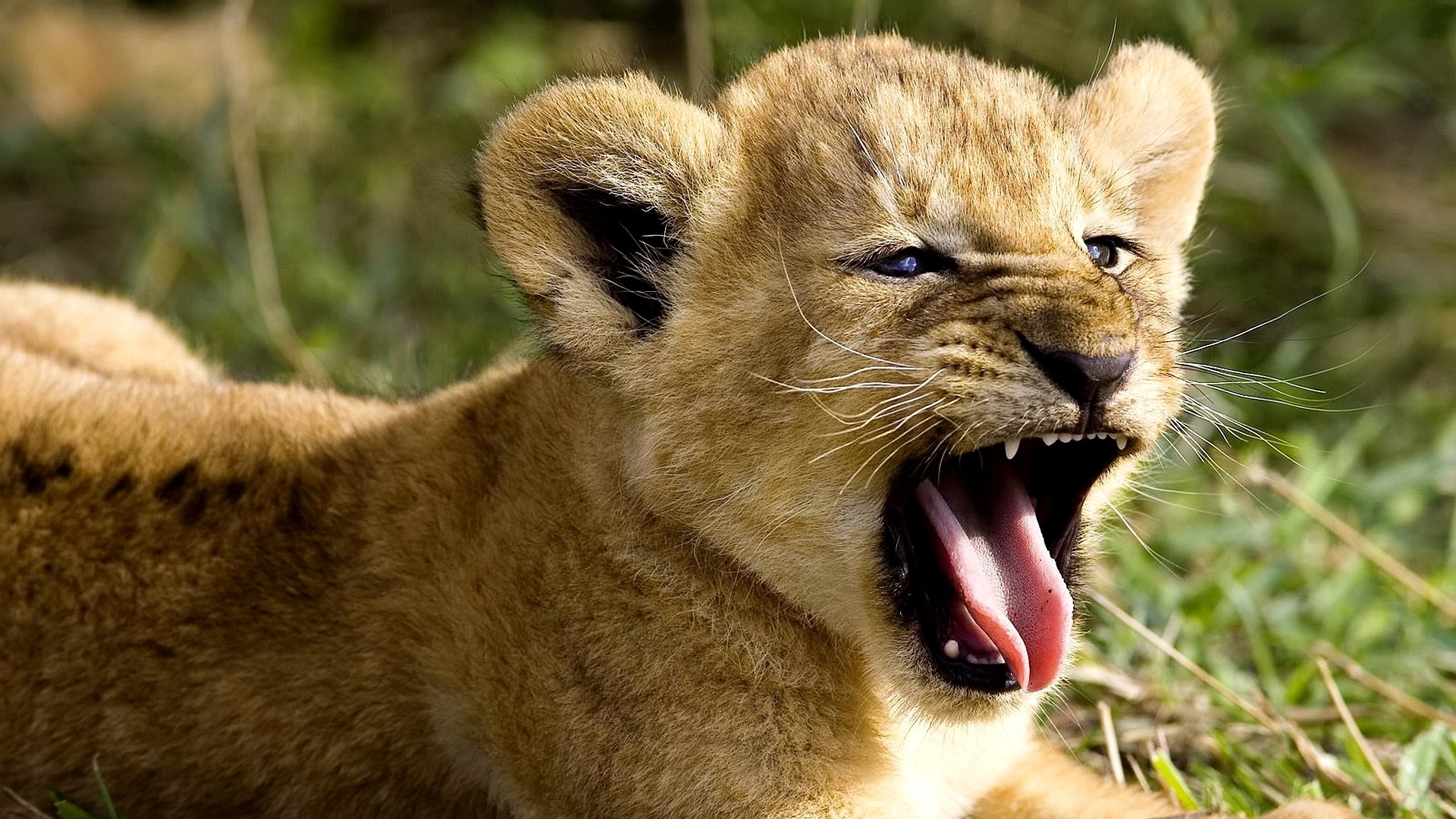 Download background animals, lions, yellow