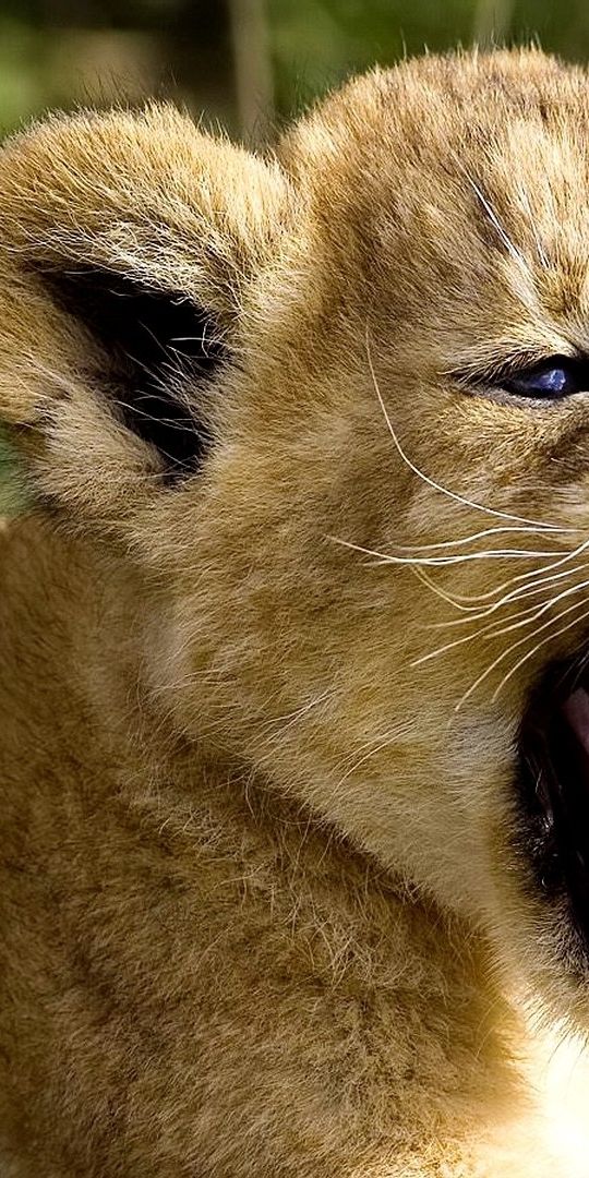 Papel de parede para celular: Animais, Lions, 38319 baixe o papel de ...