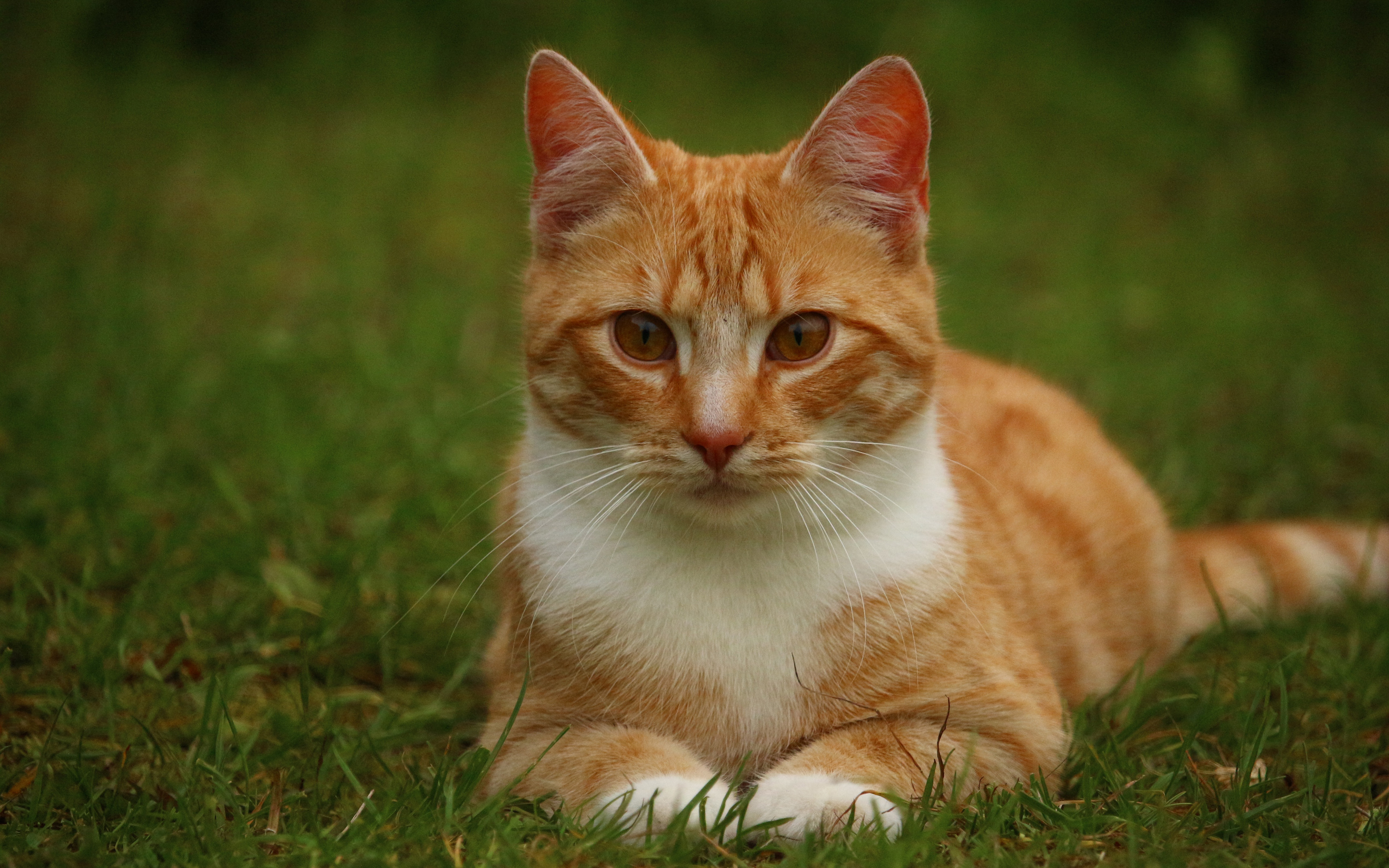 Handy-Wallpaper Tiere, Katzen, Katze kostenlos herunterladen.