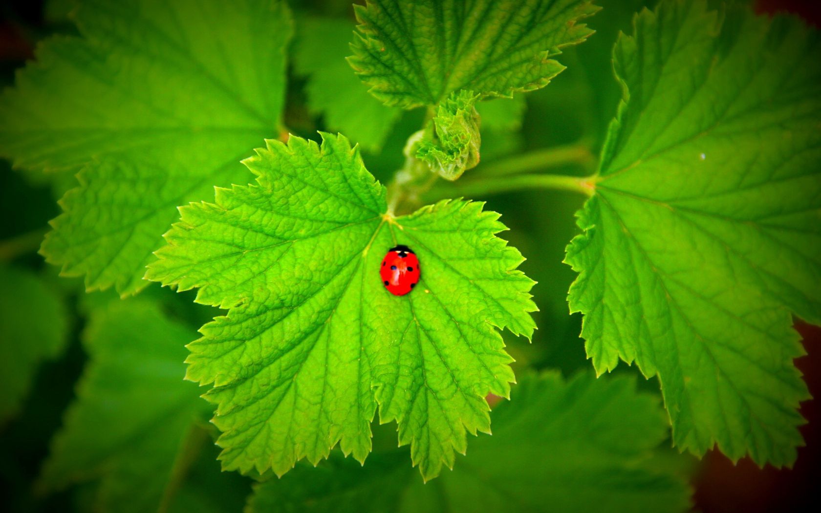 Laden Sie das Grass, Blätter, Pflanze, Makro, Ladybird, Marienkäfer-Bild kostenlos auf Ihren PC-Desktop herunter