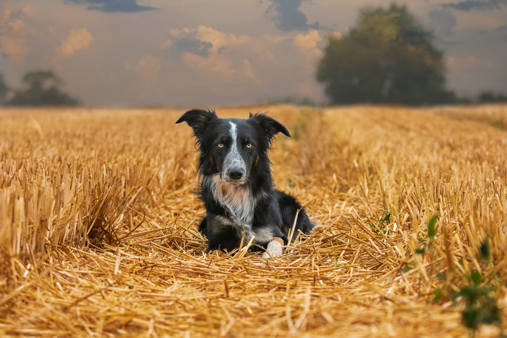 Téléchargez gratuitement l'image Animaux, Chiens, Chien, Champ, La Nature sur le bureau de votre PC