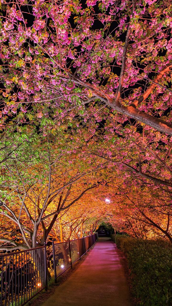 Download mobile wallpaper Light, Tree, Earth, Path, Blossom, Man Made for free.