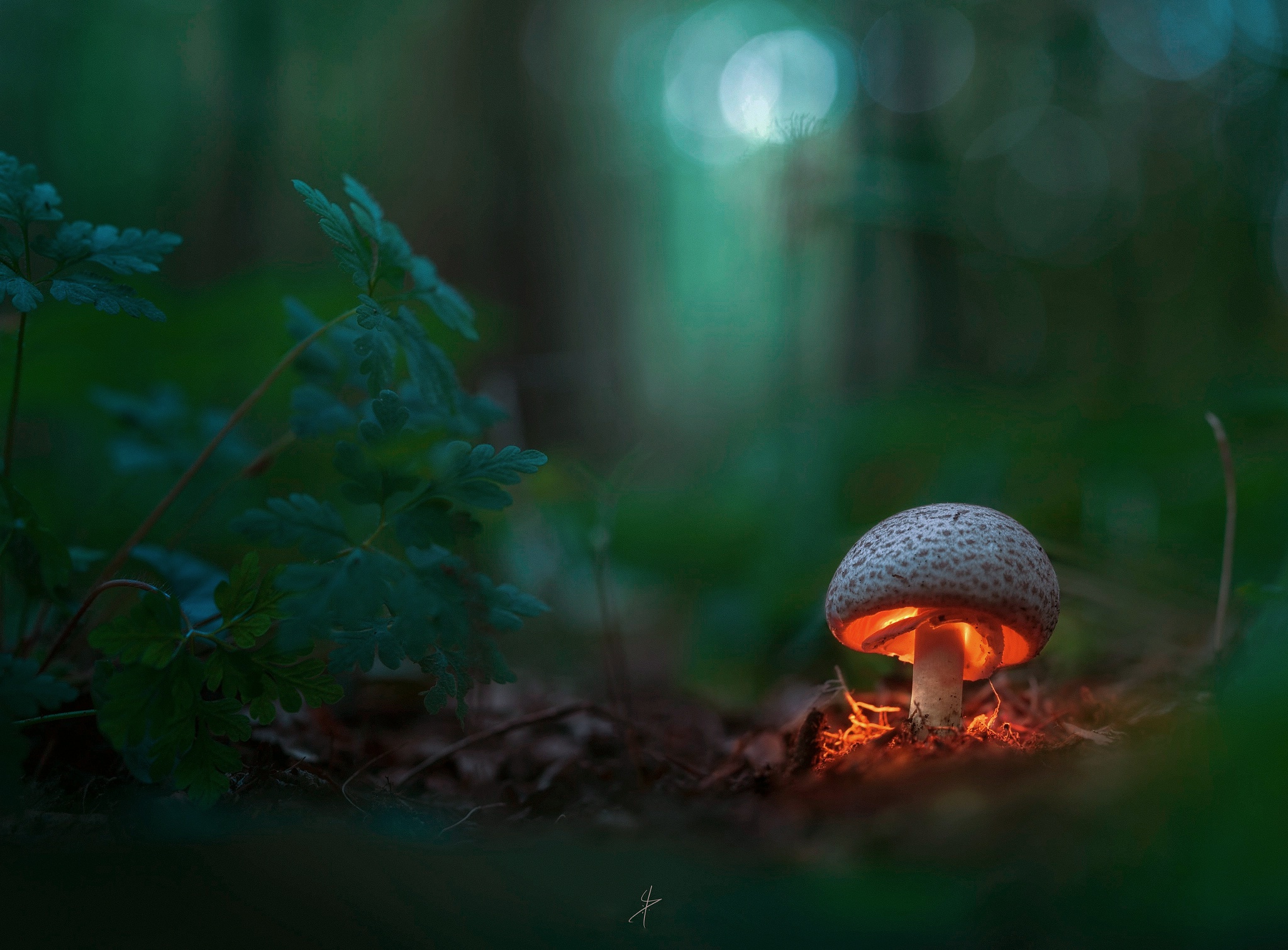 Download mobile wallpaper Nature, Fall, Earth, Mushroom, Depth Of Field for free.
