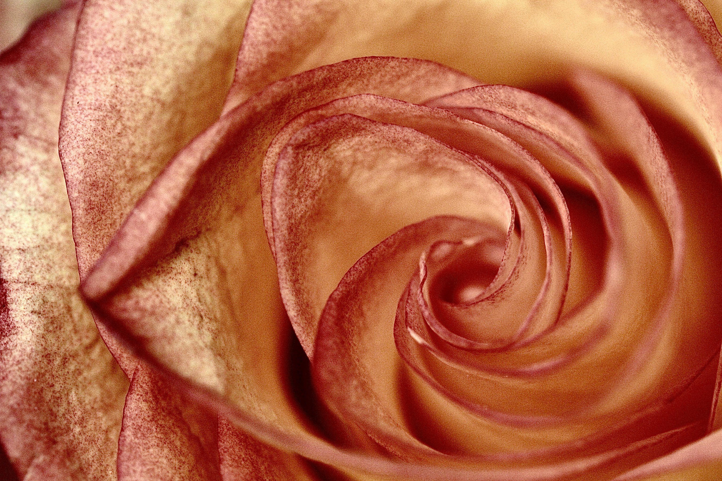 101516 завантажити шпалери троянда, квіти, квітка, роза, пелюстки, закручування, твіст - заставки і картинки безкоштовно