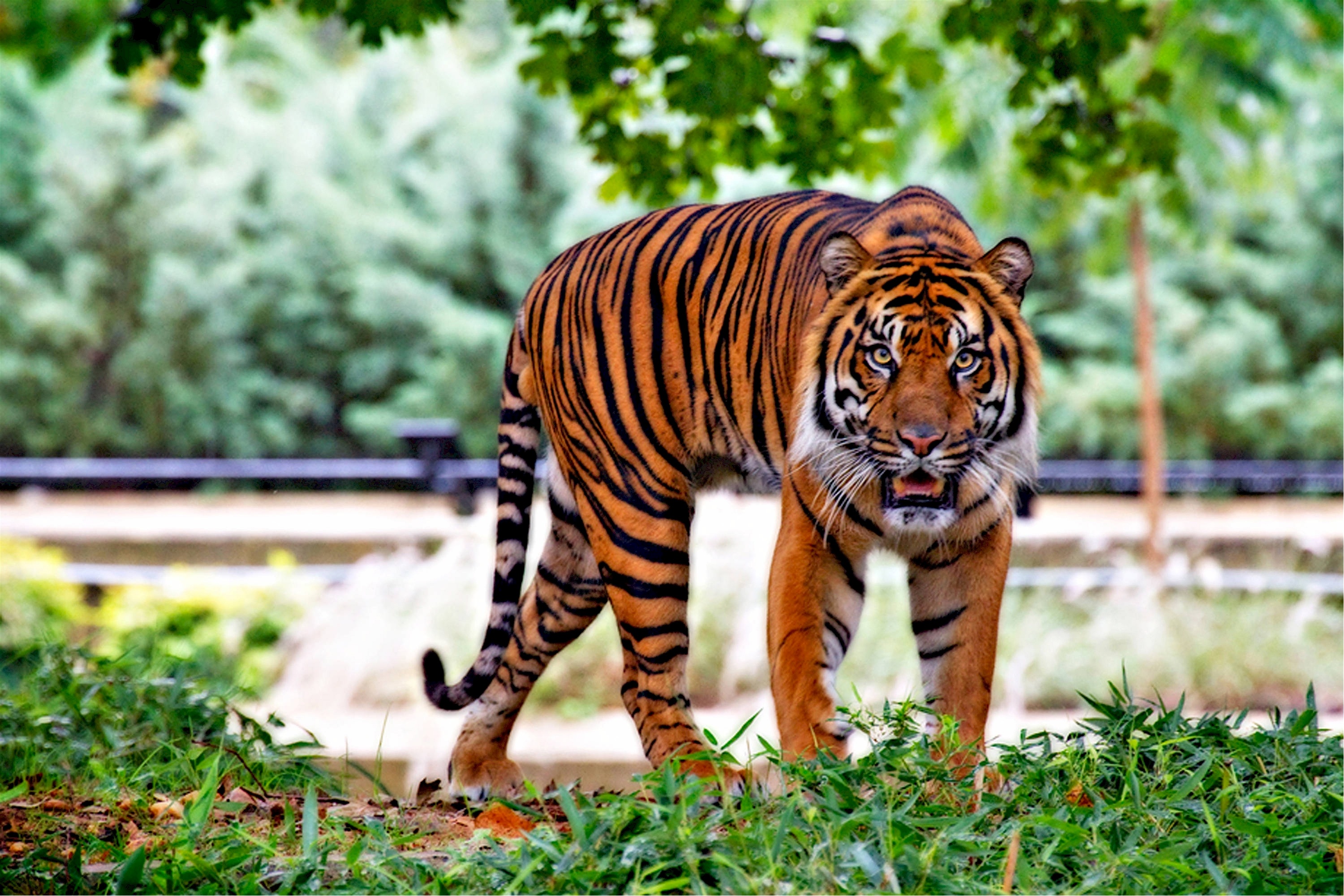 Free download wallpaper Animals, Grass, Predator, Tiger, Beast on your PC desktop