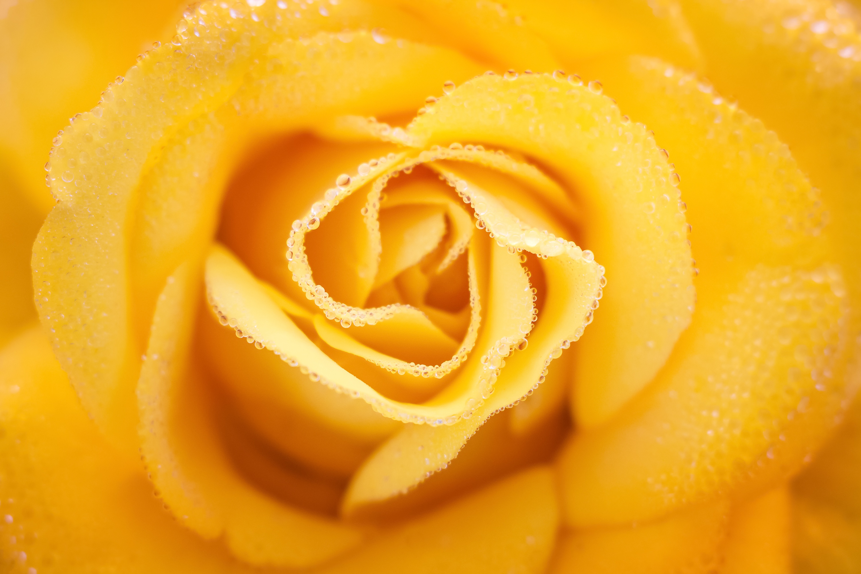 Téléchargez gratuitement l'image Fleurs, Rose, Fleur, Fermer, Rosée, Terre/nature, Goutte D'eau sur le bureau de votre PC