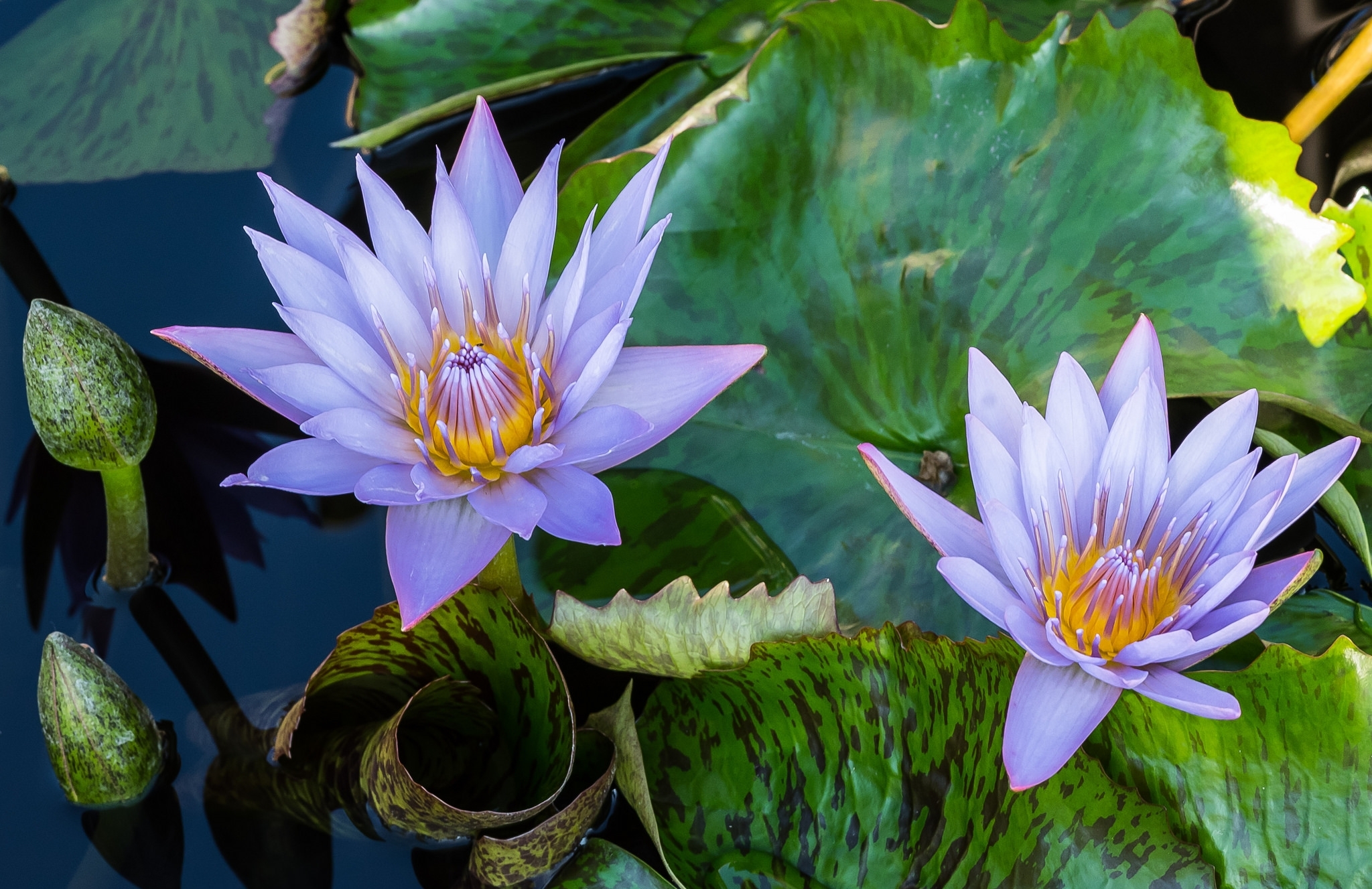 Download mobile wallpaper Nature, Flowers, Water, Flower, Leaf, Earth, Water Lily, Purple Flower for free.