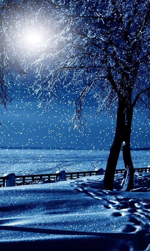 Скачать картинку Зима, Ночь, Снег, Дерево, Синий, Земля, Снегопад, Земля/природа в телефон бесплатно.