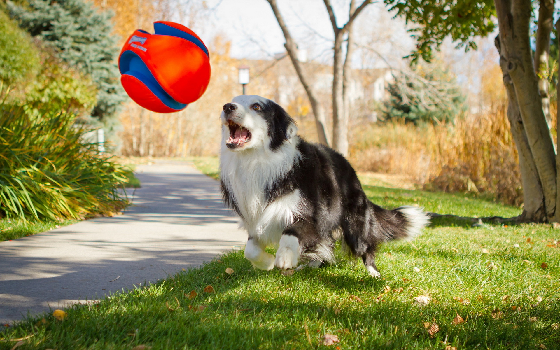 Téléchargez des papiers peints mobile Chiens, Chien, Animaux gratuitement.